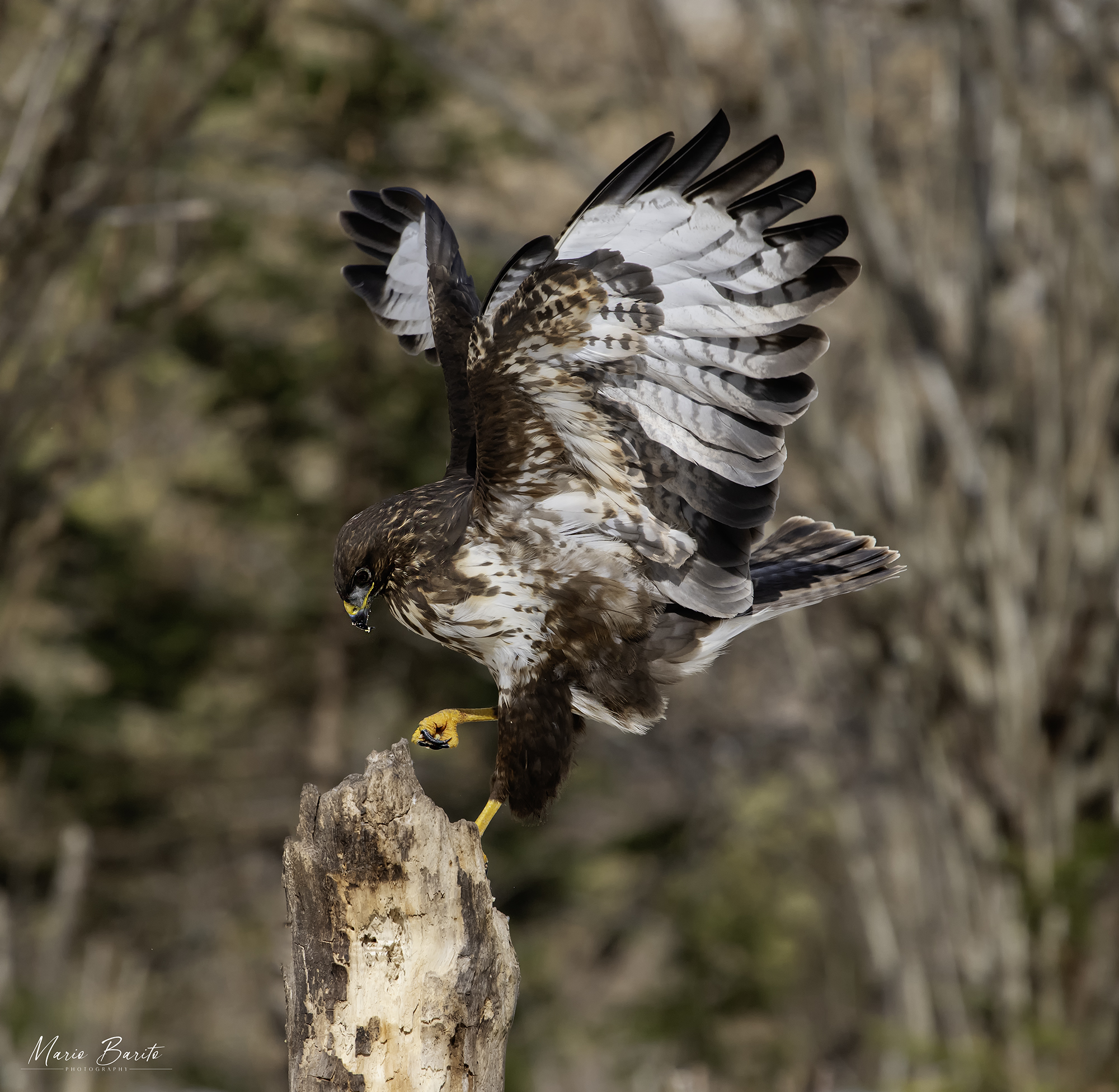 buzzard