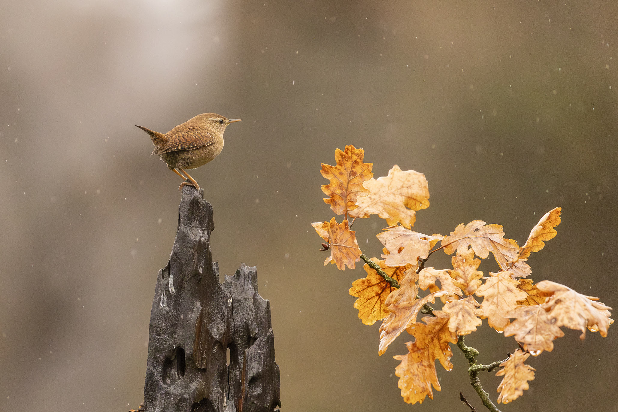 Wren 2
