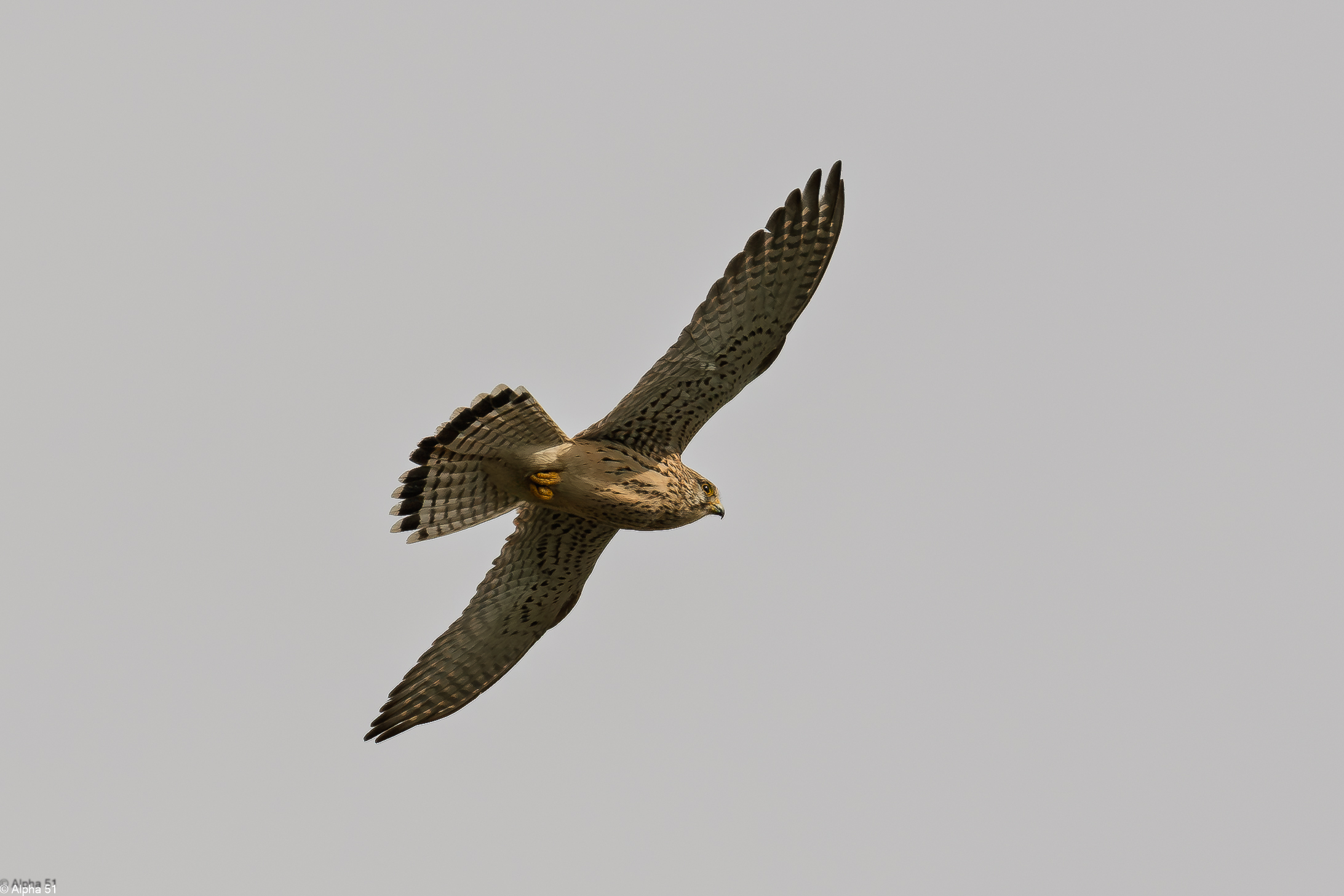 Kestrel