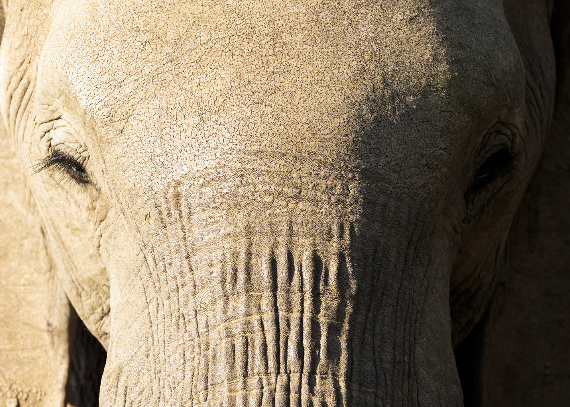 Portrait of an Elephant