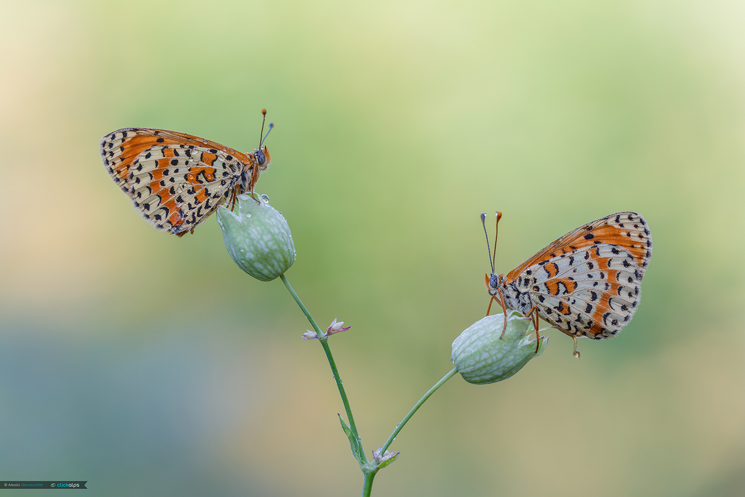 Melitaea didyma