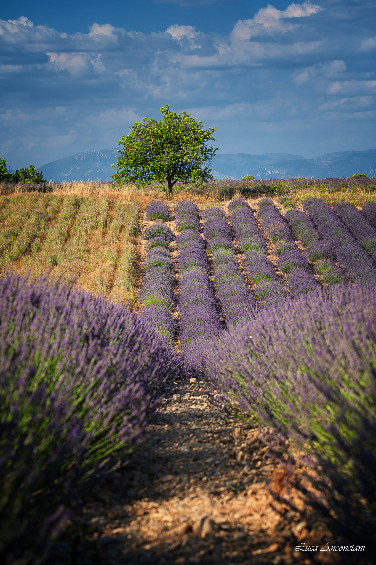 Un giorno in Provenza