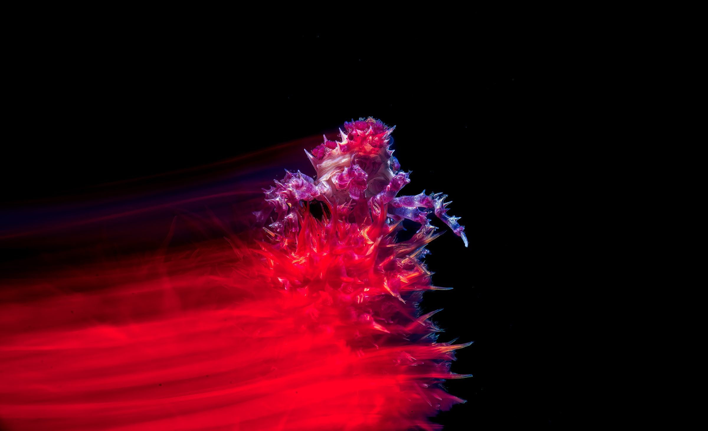 low time su candy crab