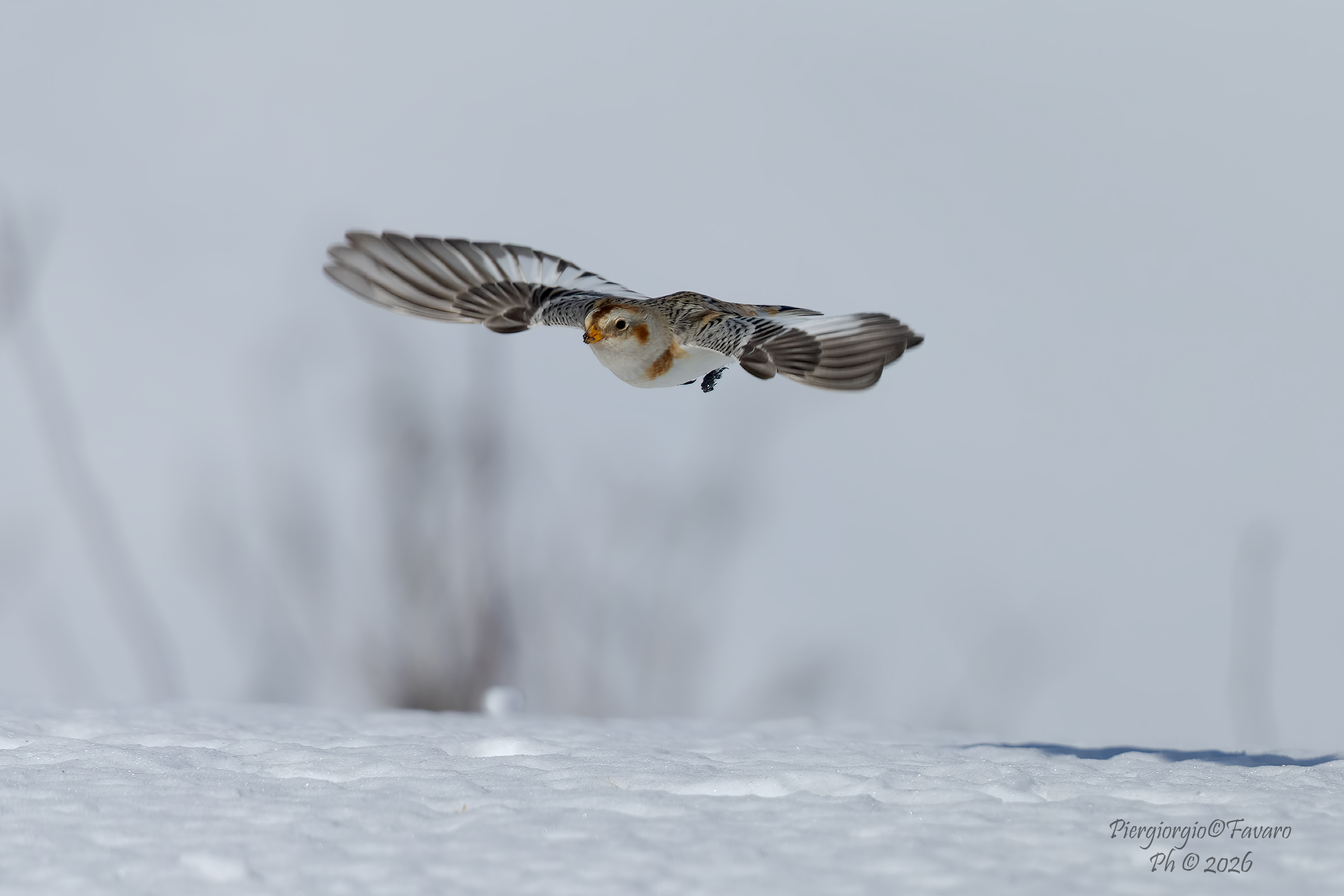 Snow Bunting