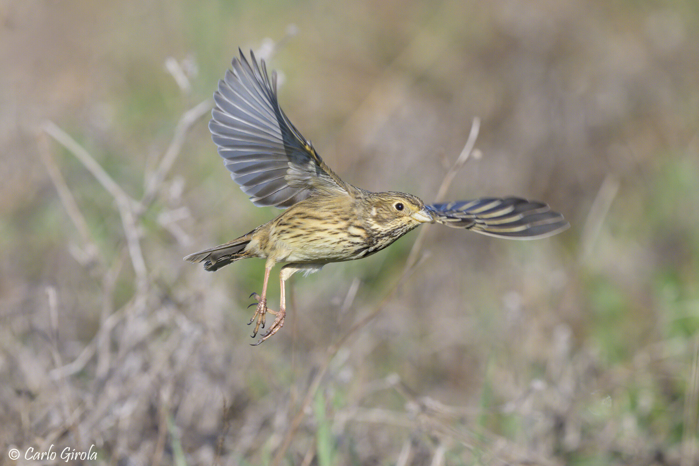 Strillozzo (Emberiza calandra)