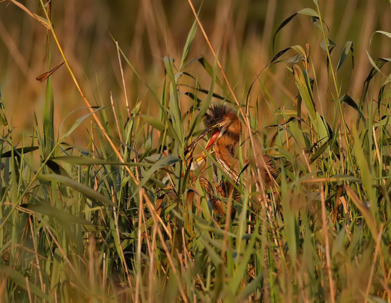 imbeccata di airone rosso