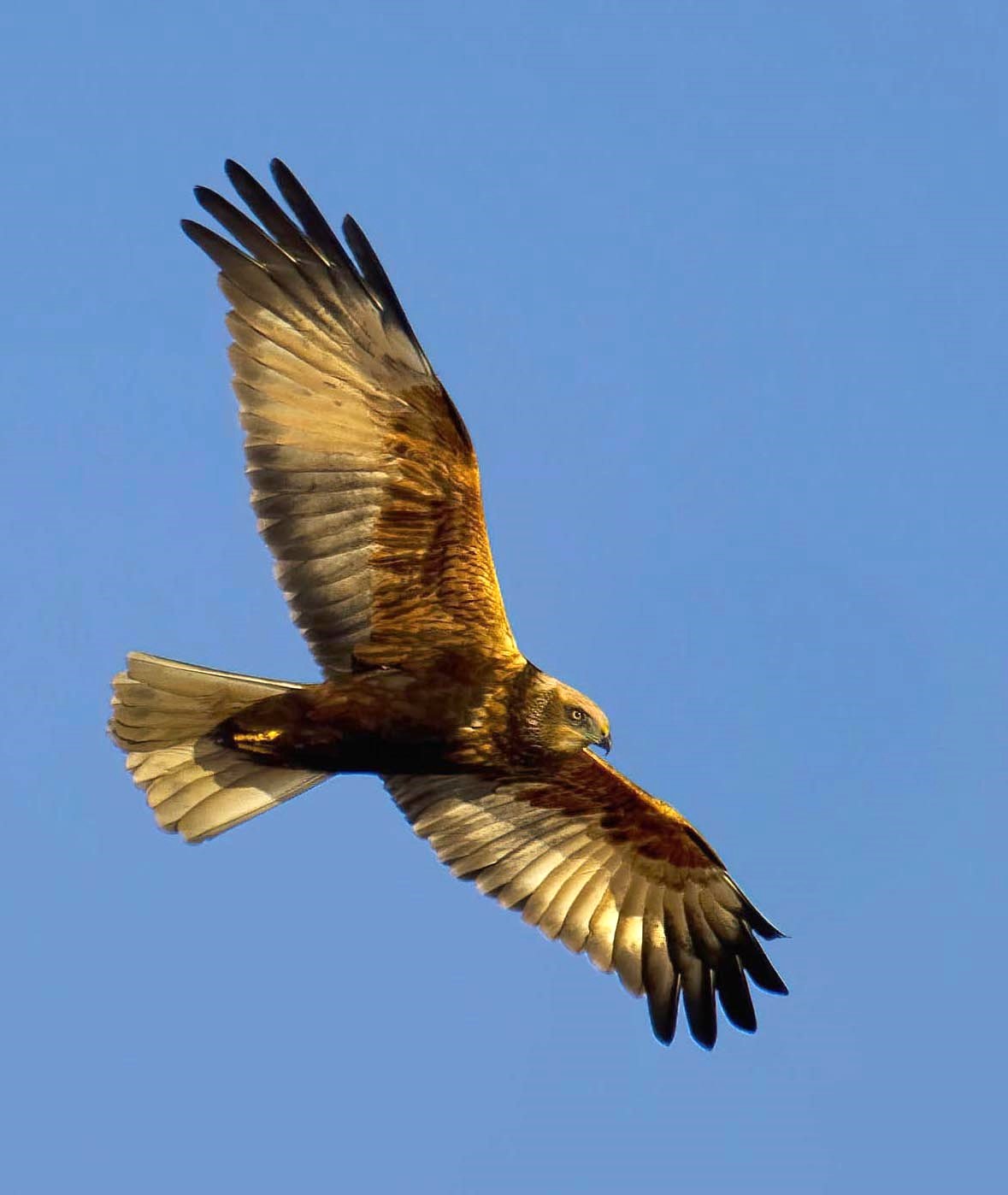Marsh Harrier