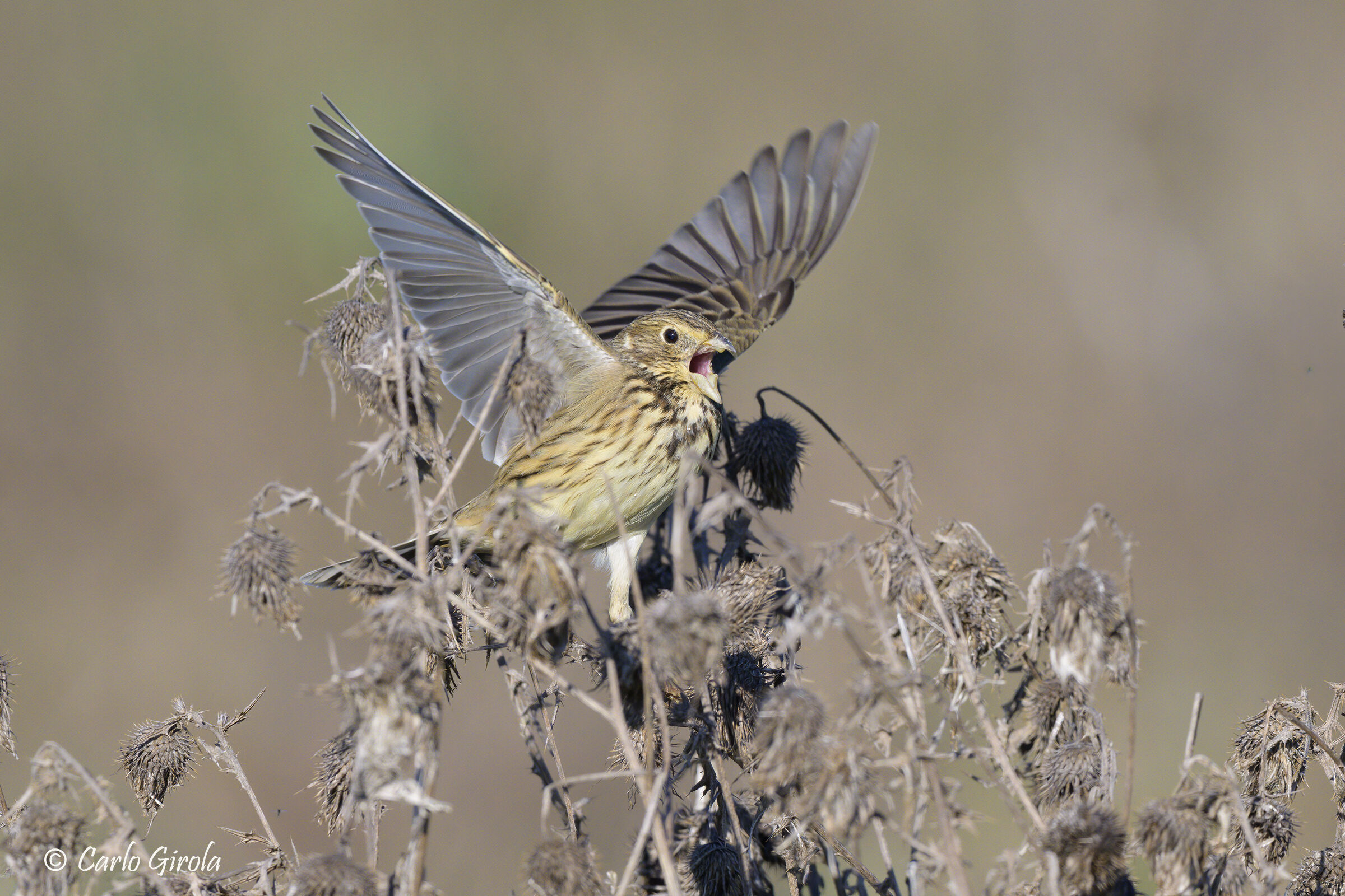 Strillozzo (Emberiza calandra)