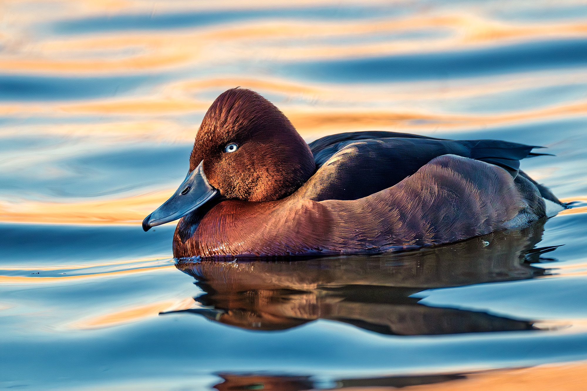 Ferruginous duck