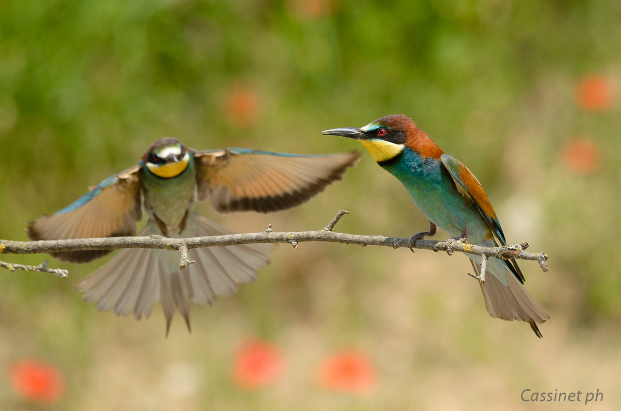 o che palle, sta tornando...