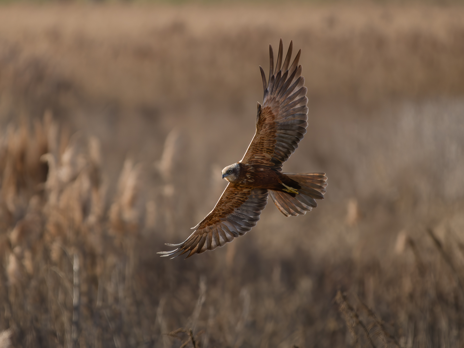 Falco di Palude al tramonto