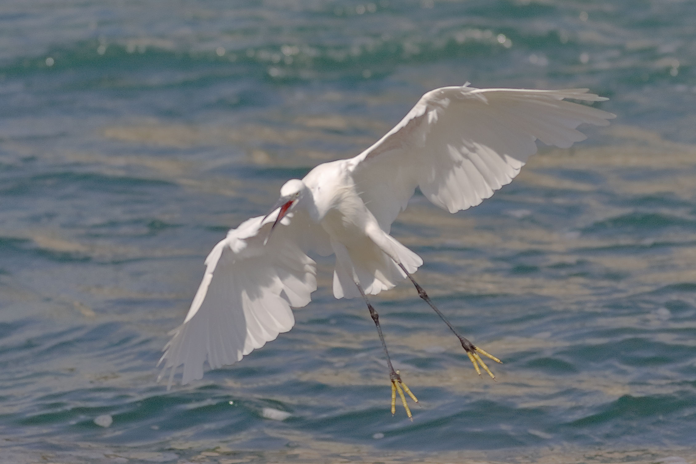 Garzetta settembre 2025 - 0019