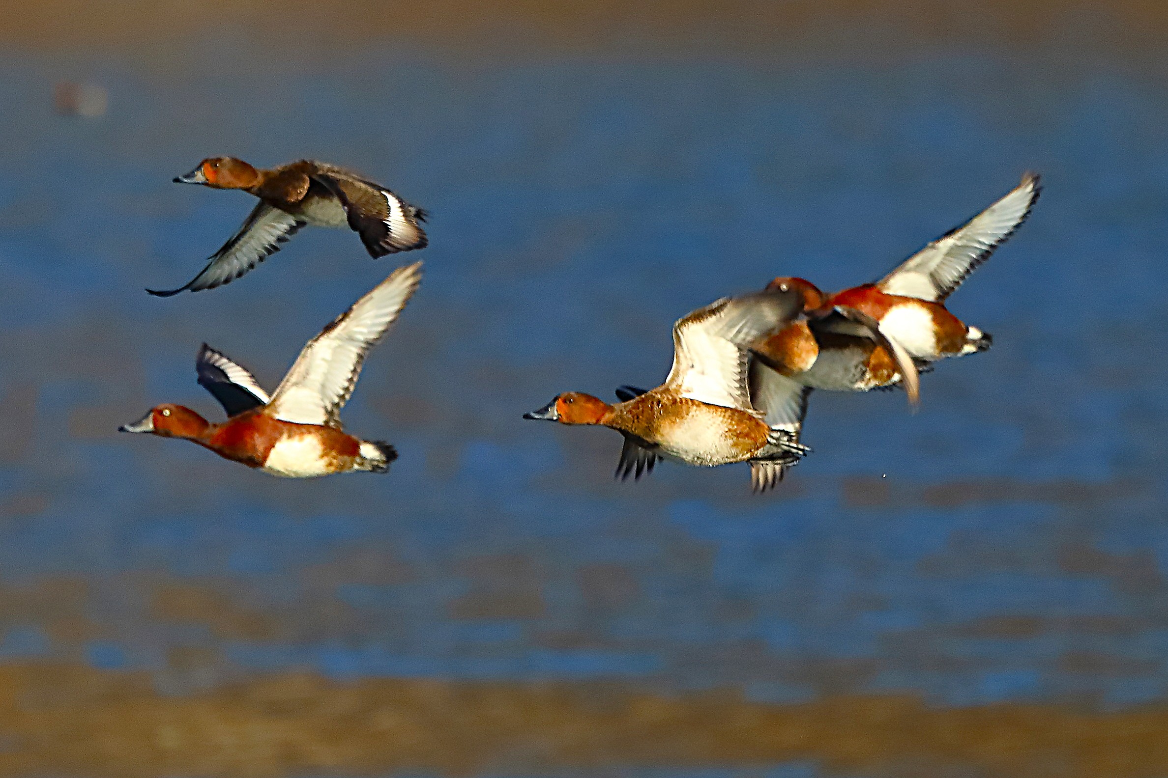 Morette T 15 gennaio 2022