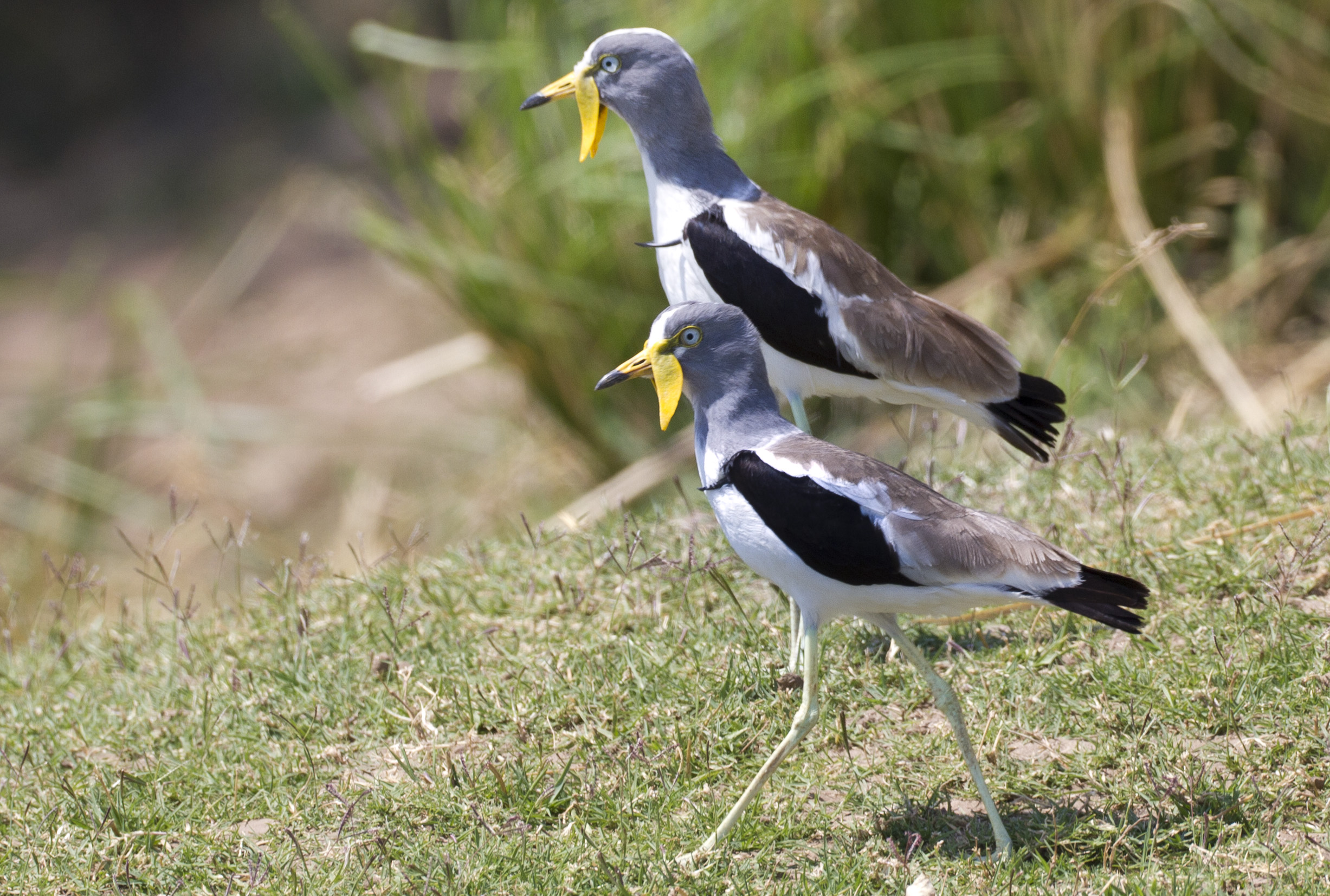 Pavoncella corona bianca