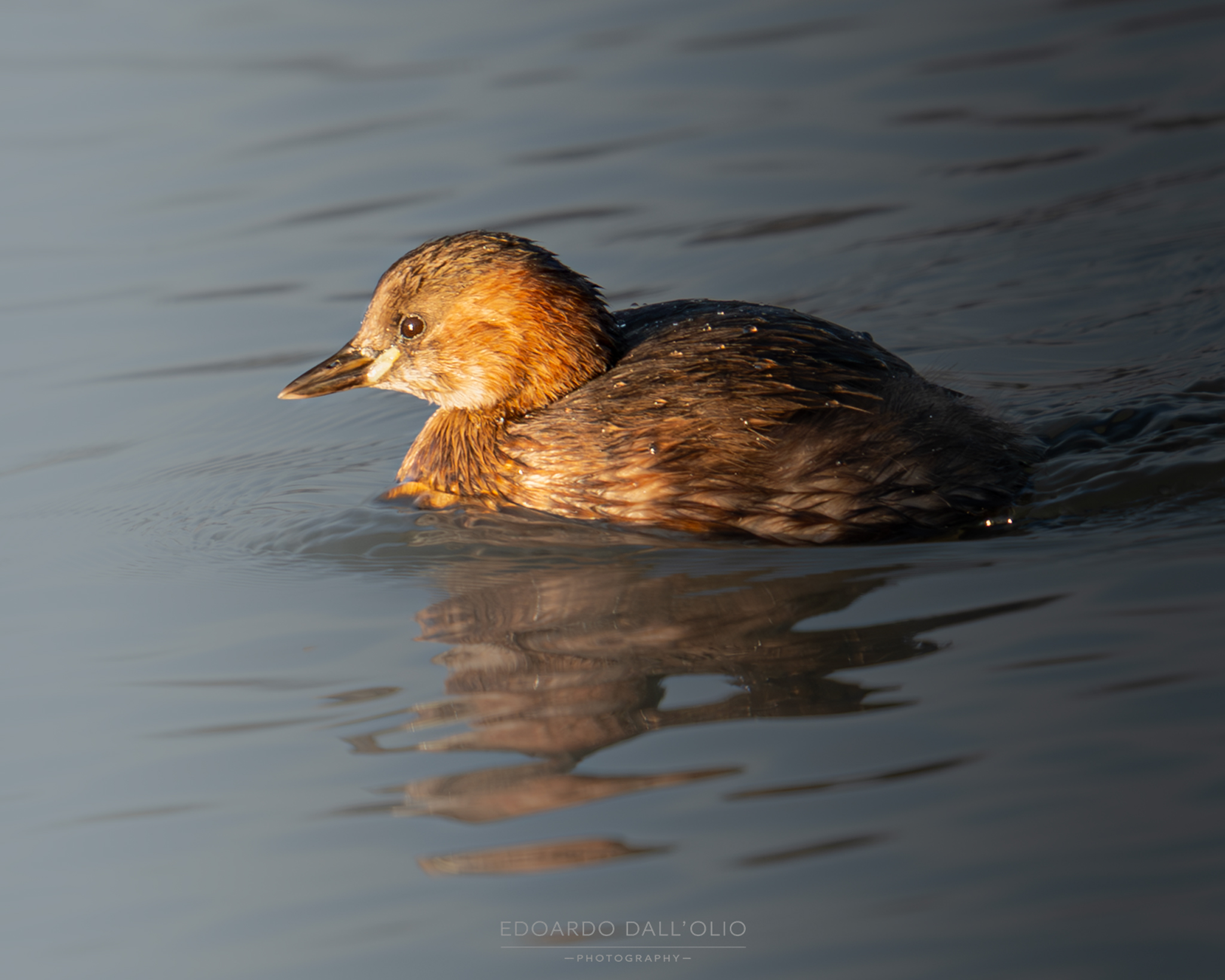 Little Grebe at dawn...