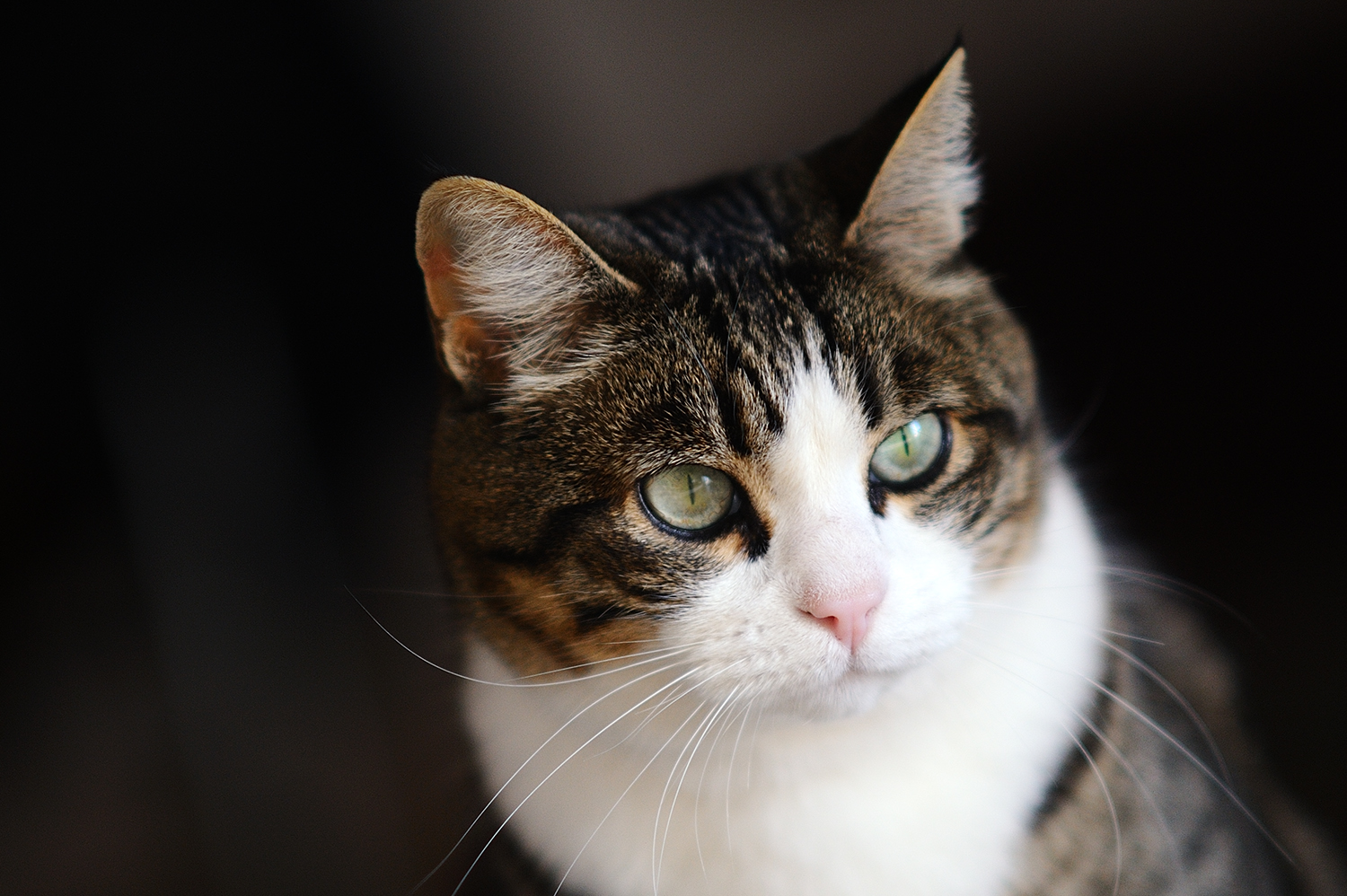 Stella la mia modella preferita