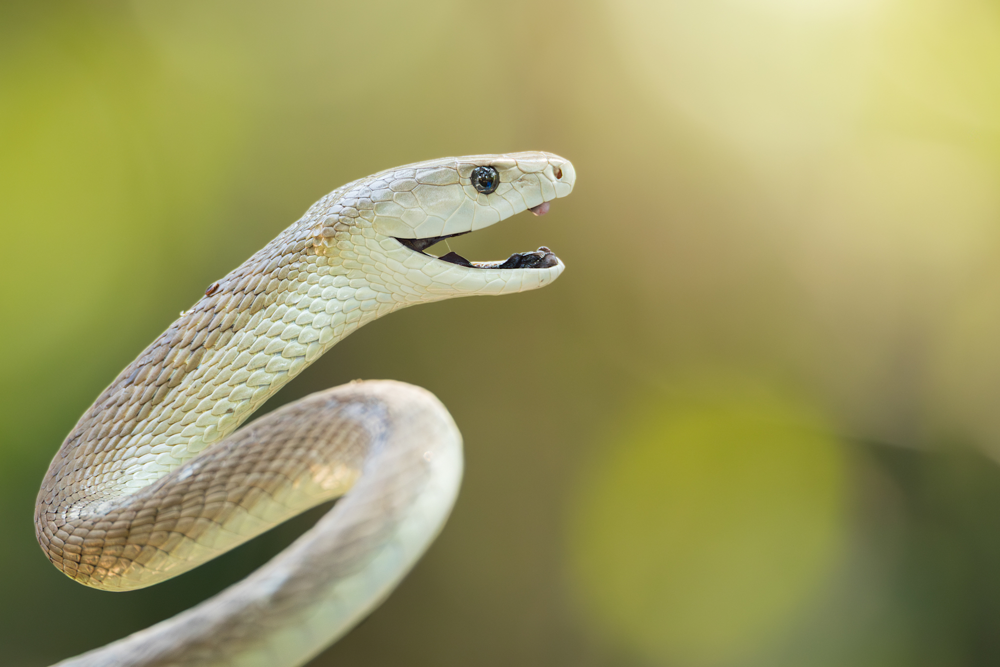 Black Mamba - Between Myth and Legend