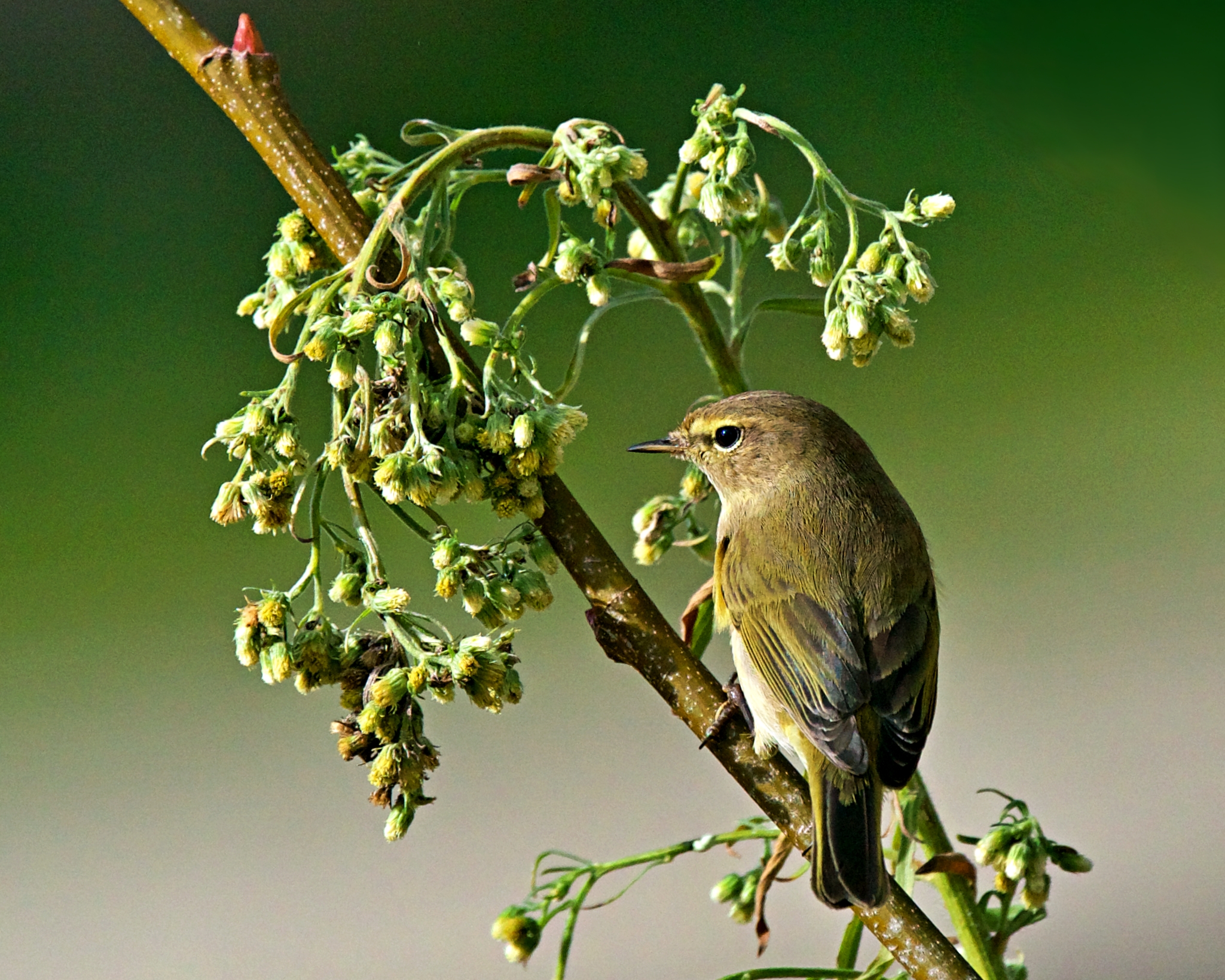 Little warbler