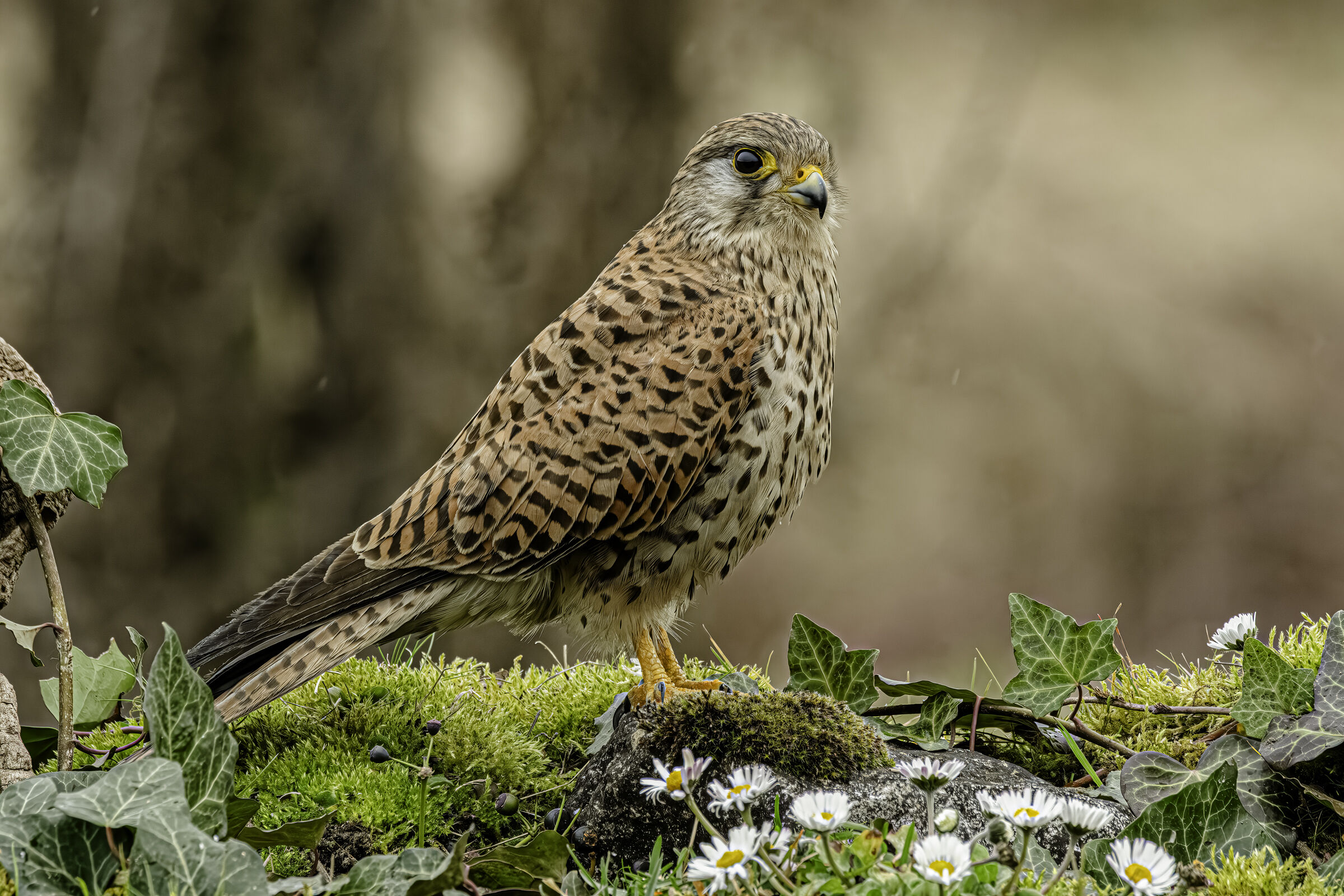 Kestrel