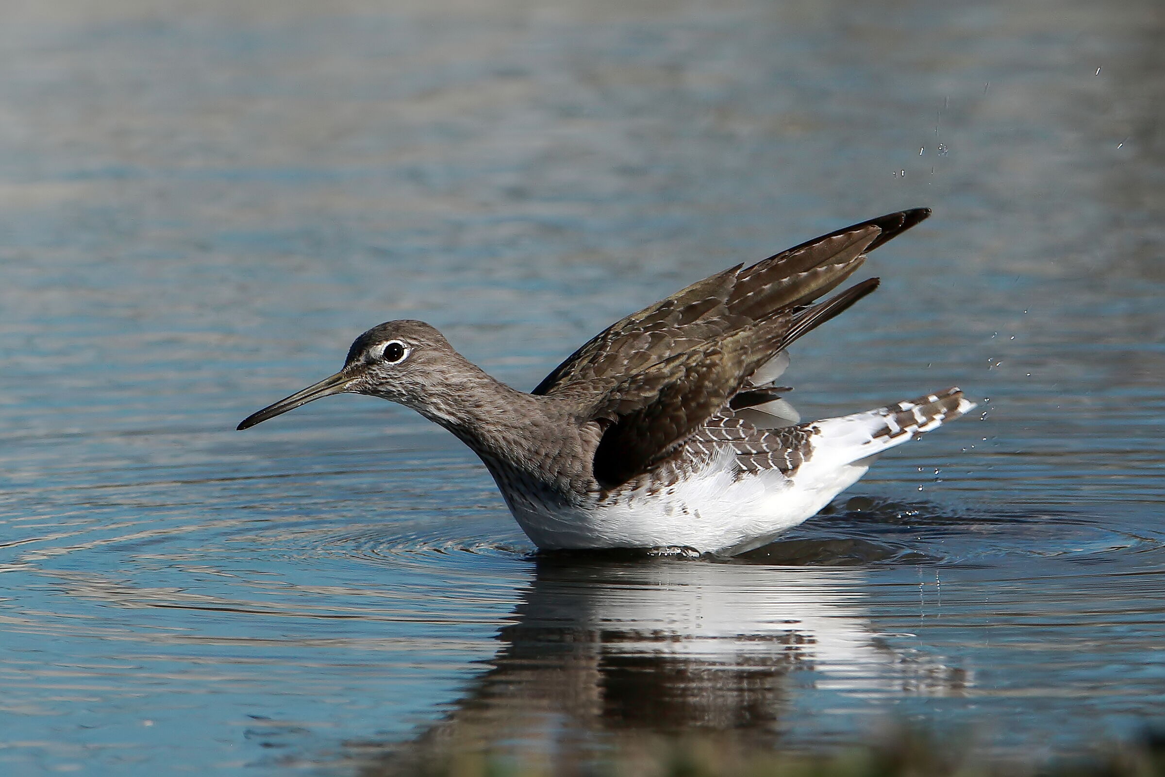 Sandpiper...