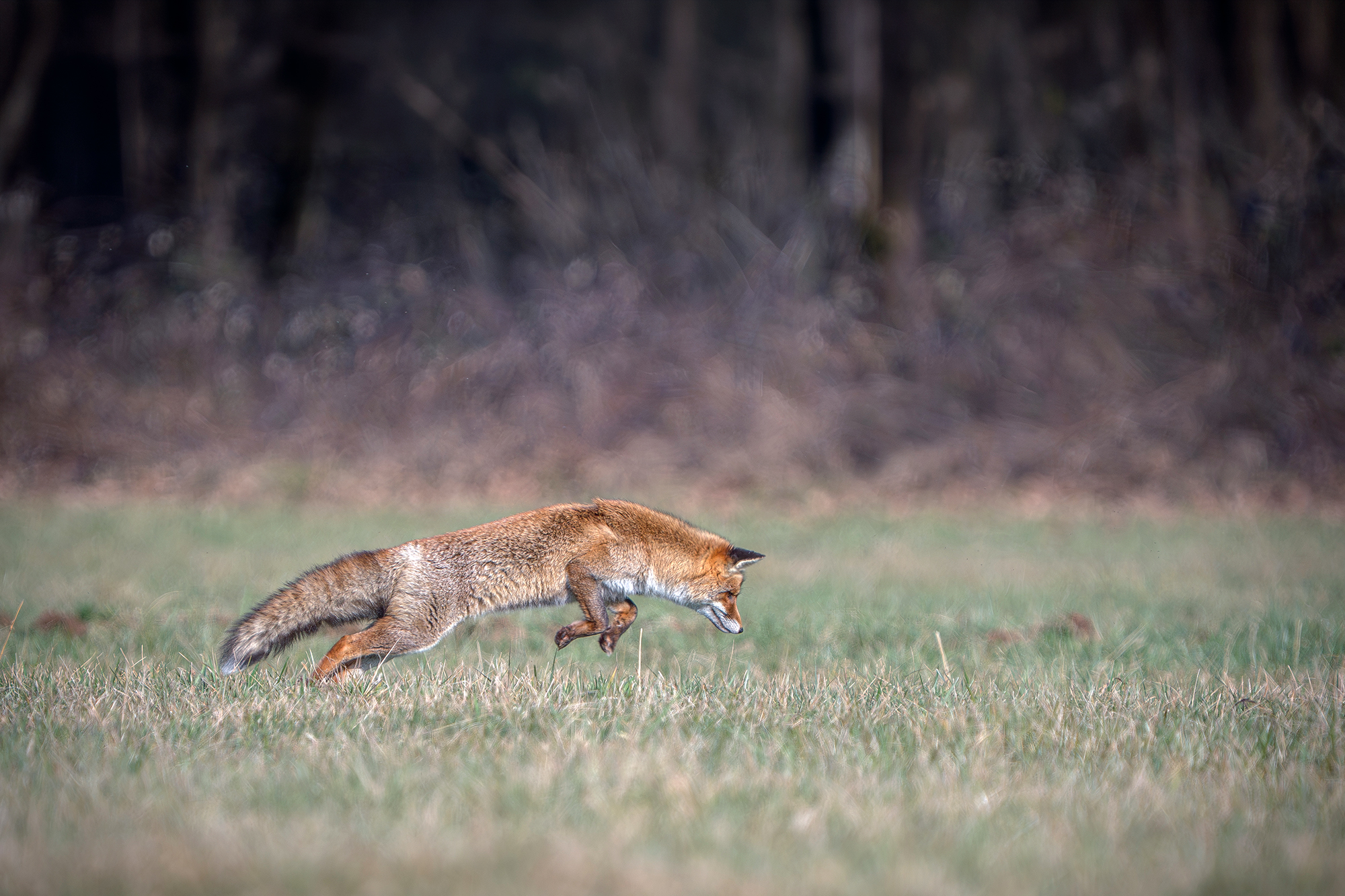 Fox