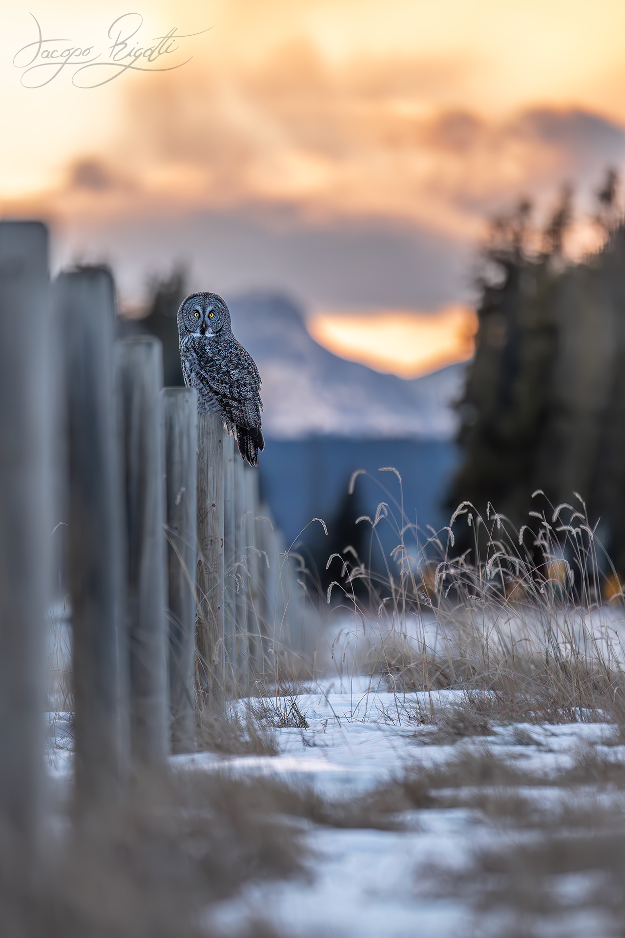 Lapland Tawny Owl Set