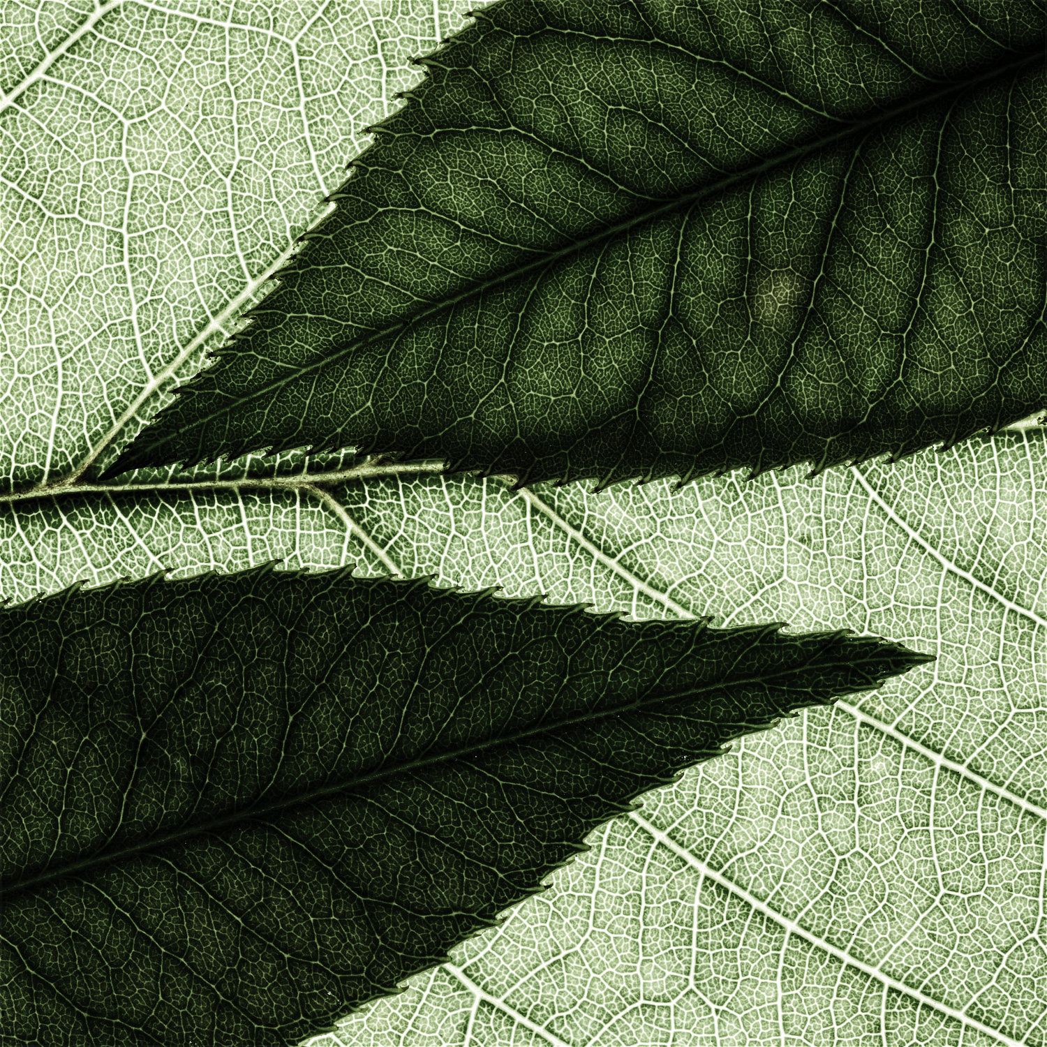 Composizione di foglie