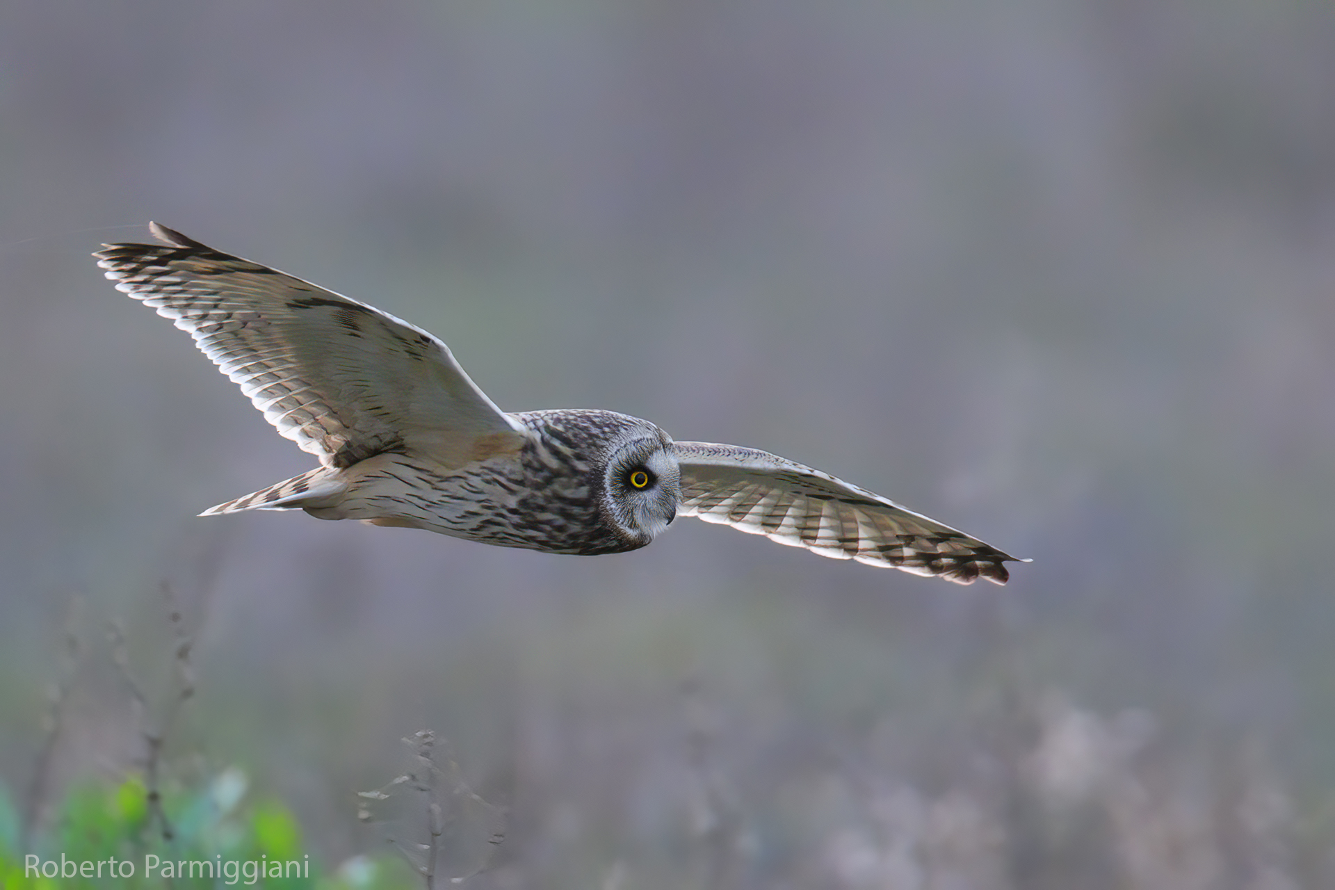 Swamp owl