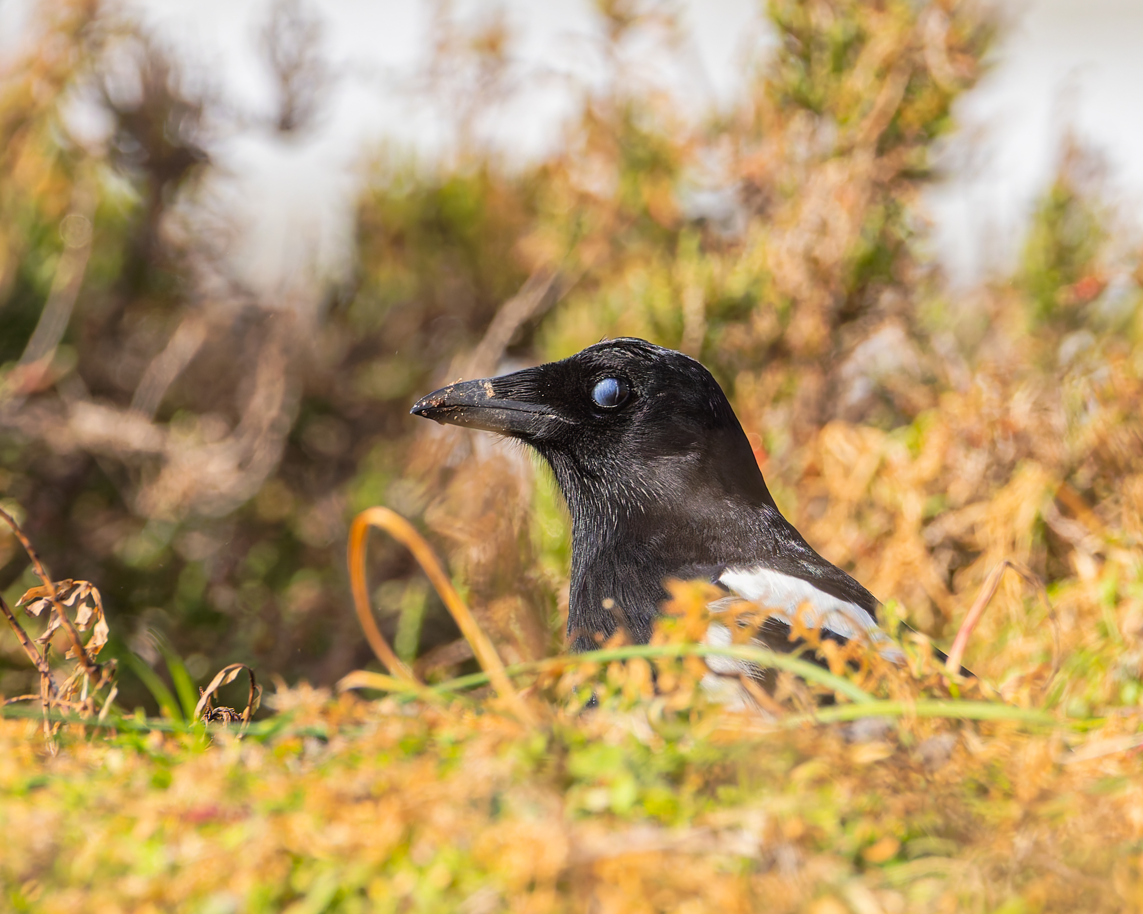 Magpie