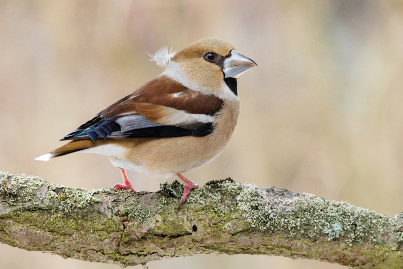 Hawfinch