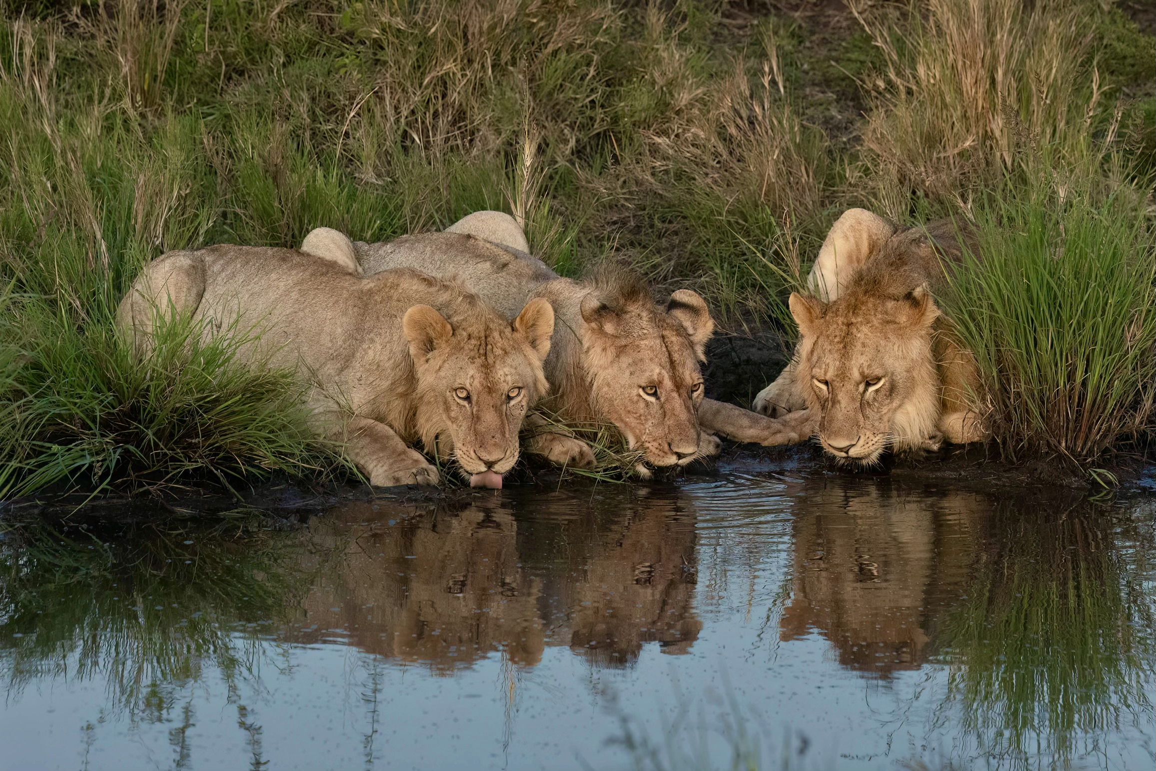 Bevi qualcosa con noi?