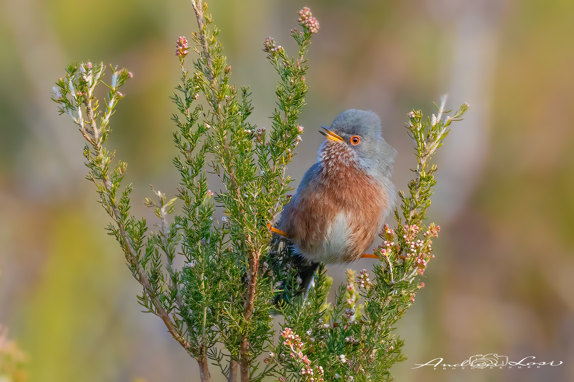 dartford warbler  (sylvia undata - italian: magnanina)