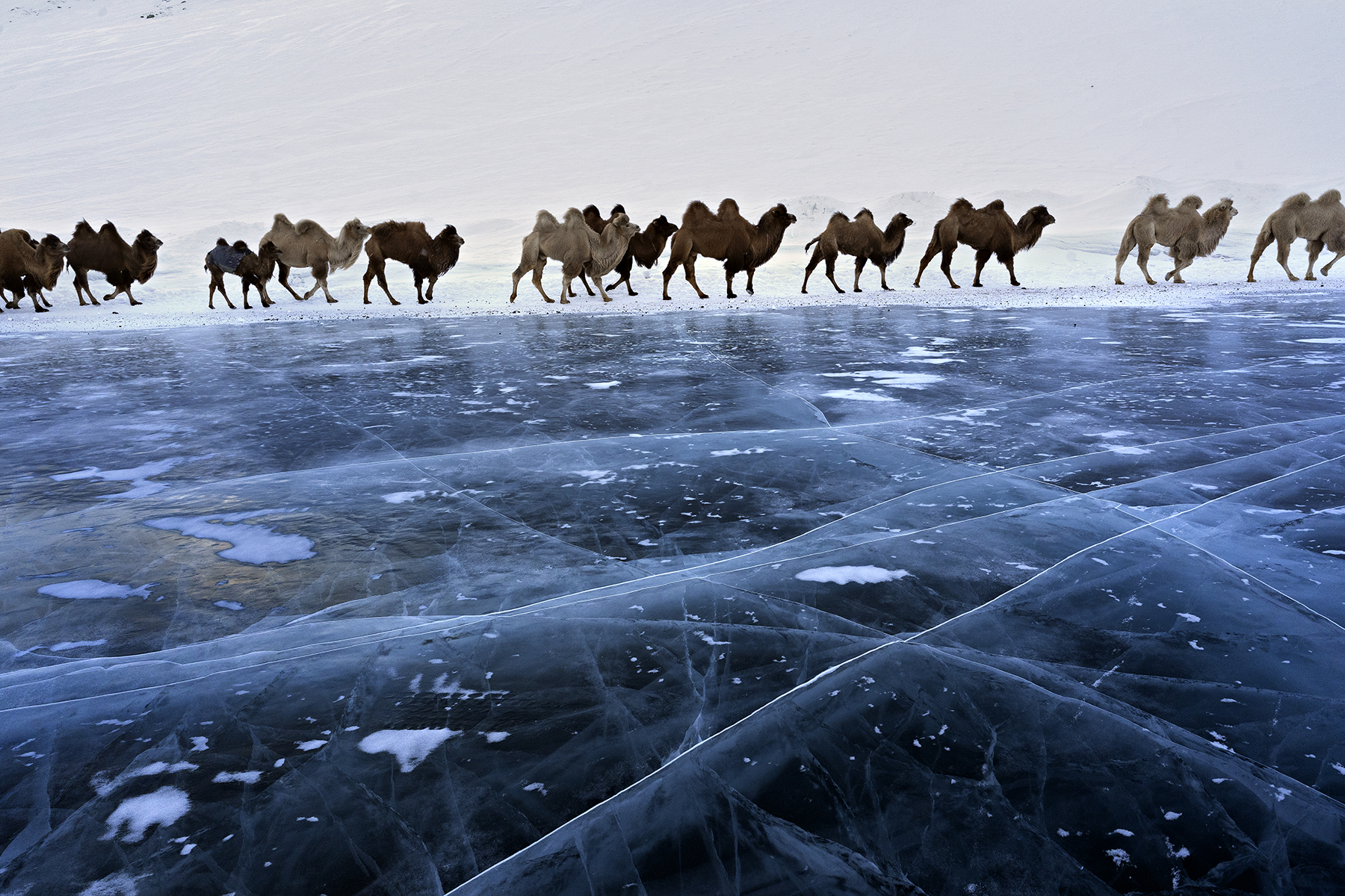 Migration, Mongolia