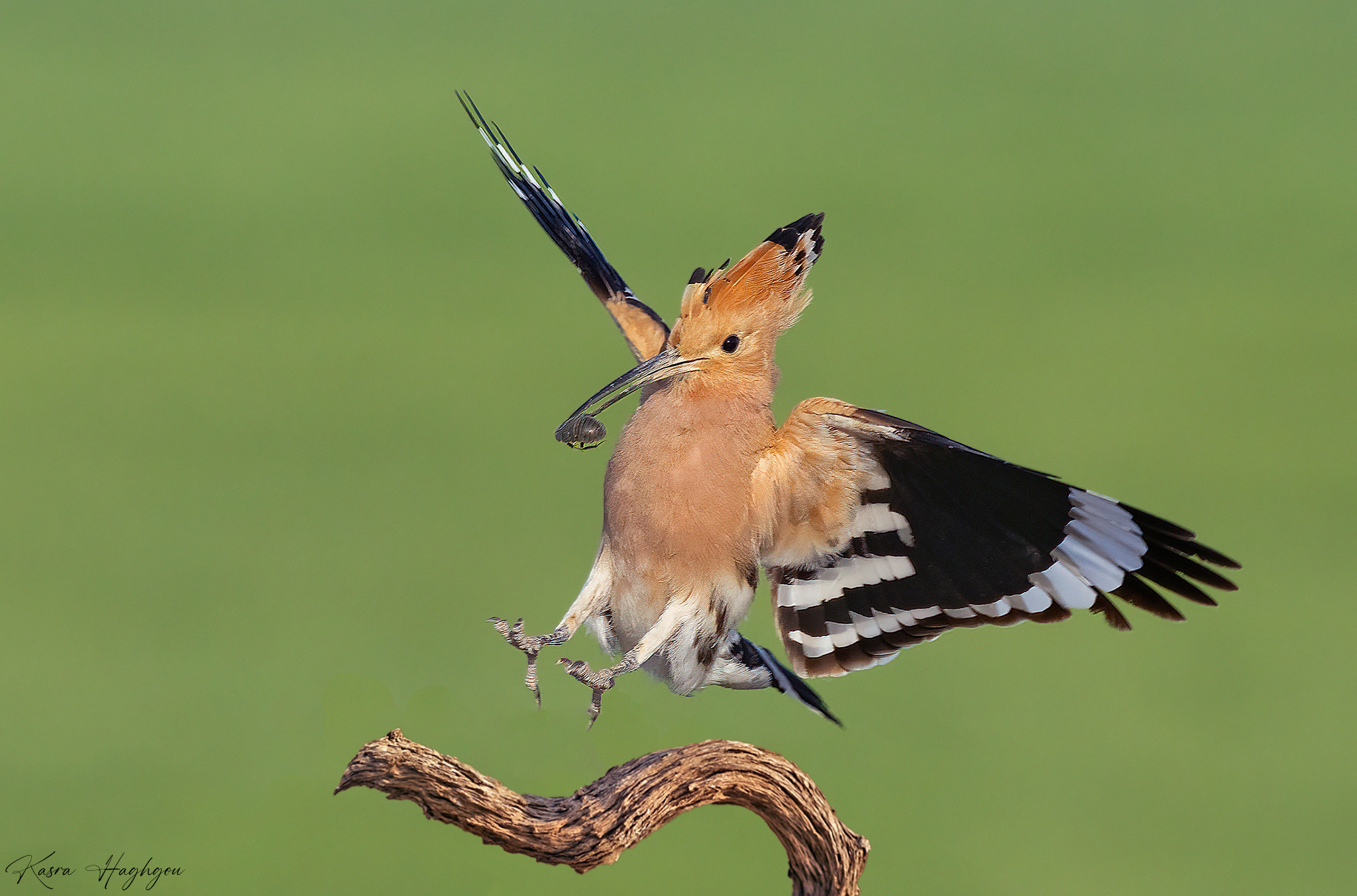 Eurasian hoopoe