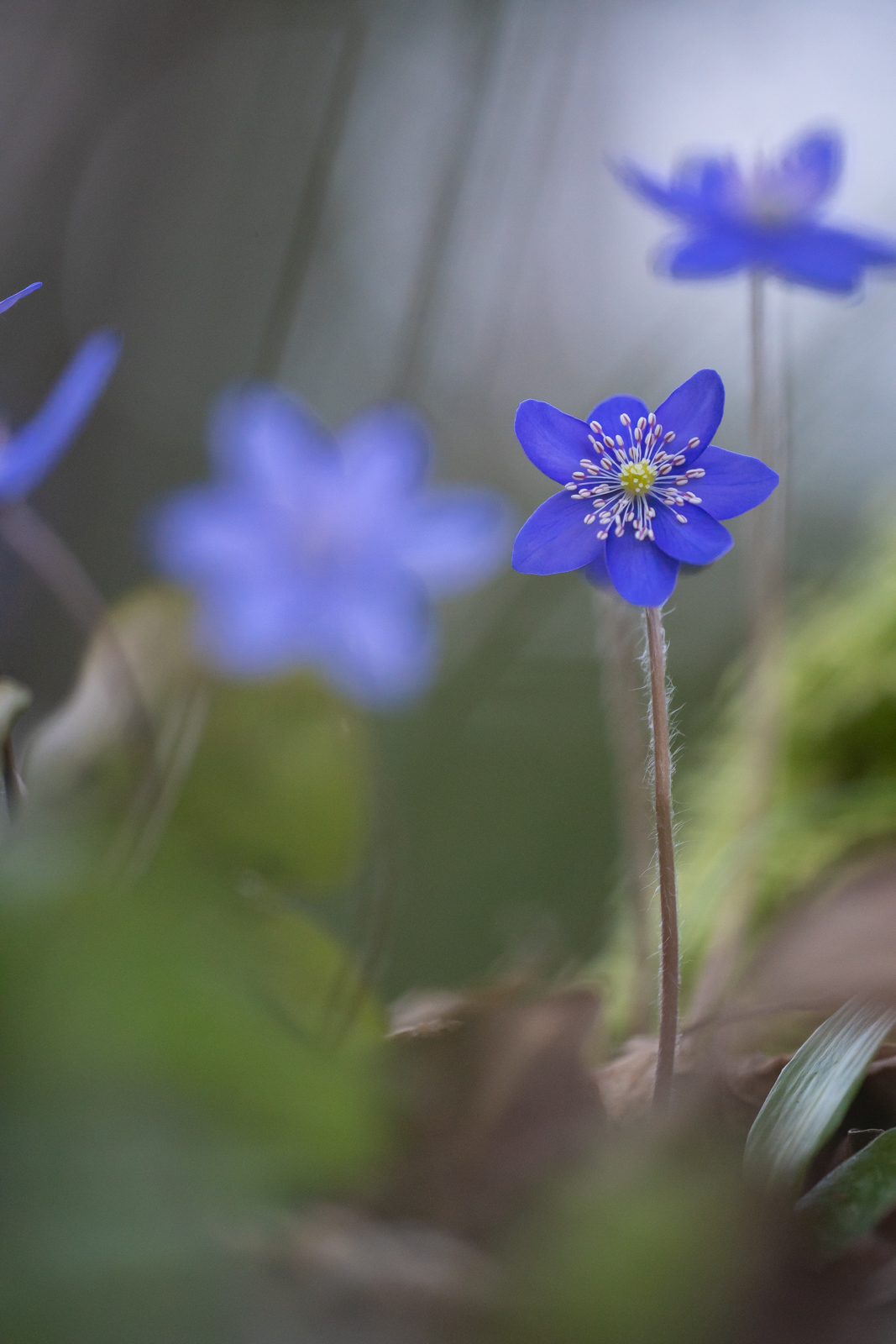 Hepatica nobilis