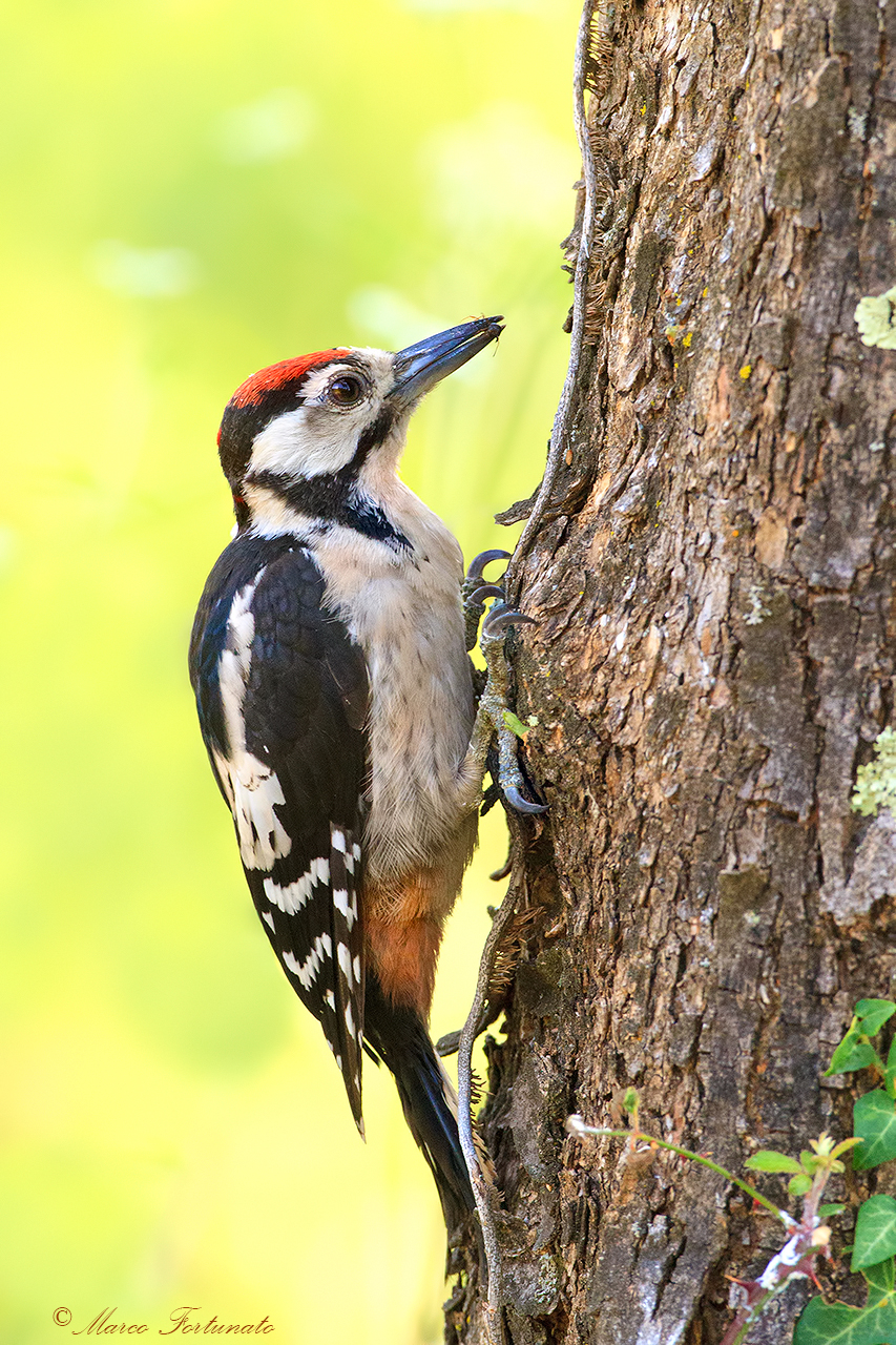 Picchio rosso maggiore juv.