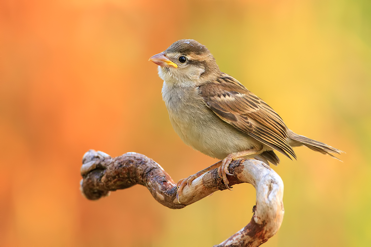Passero d'Italia juv.