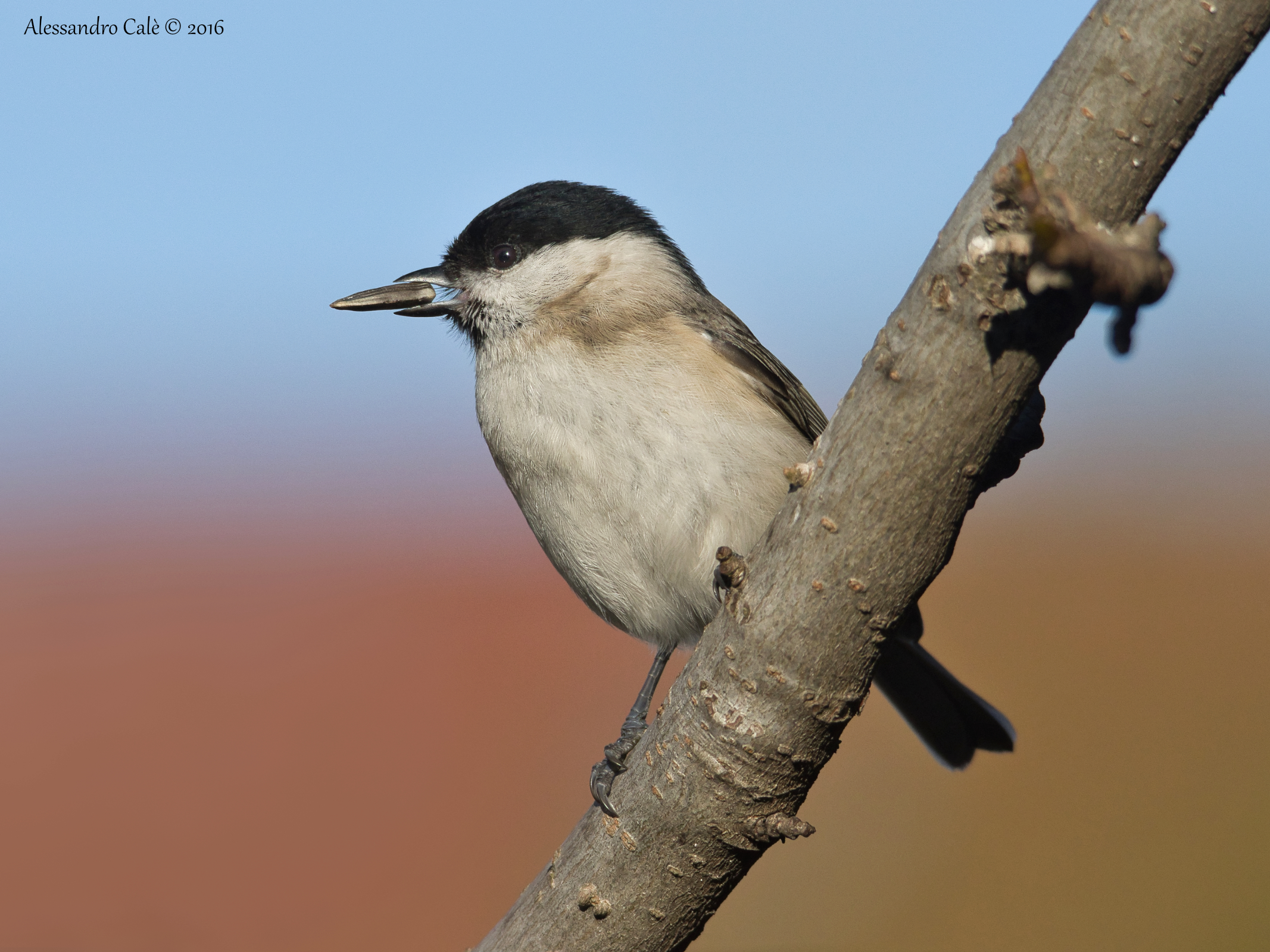 Parus palustris (Cincia bigia) 9360
