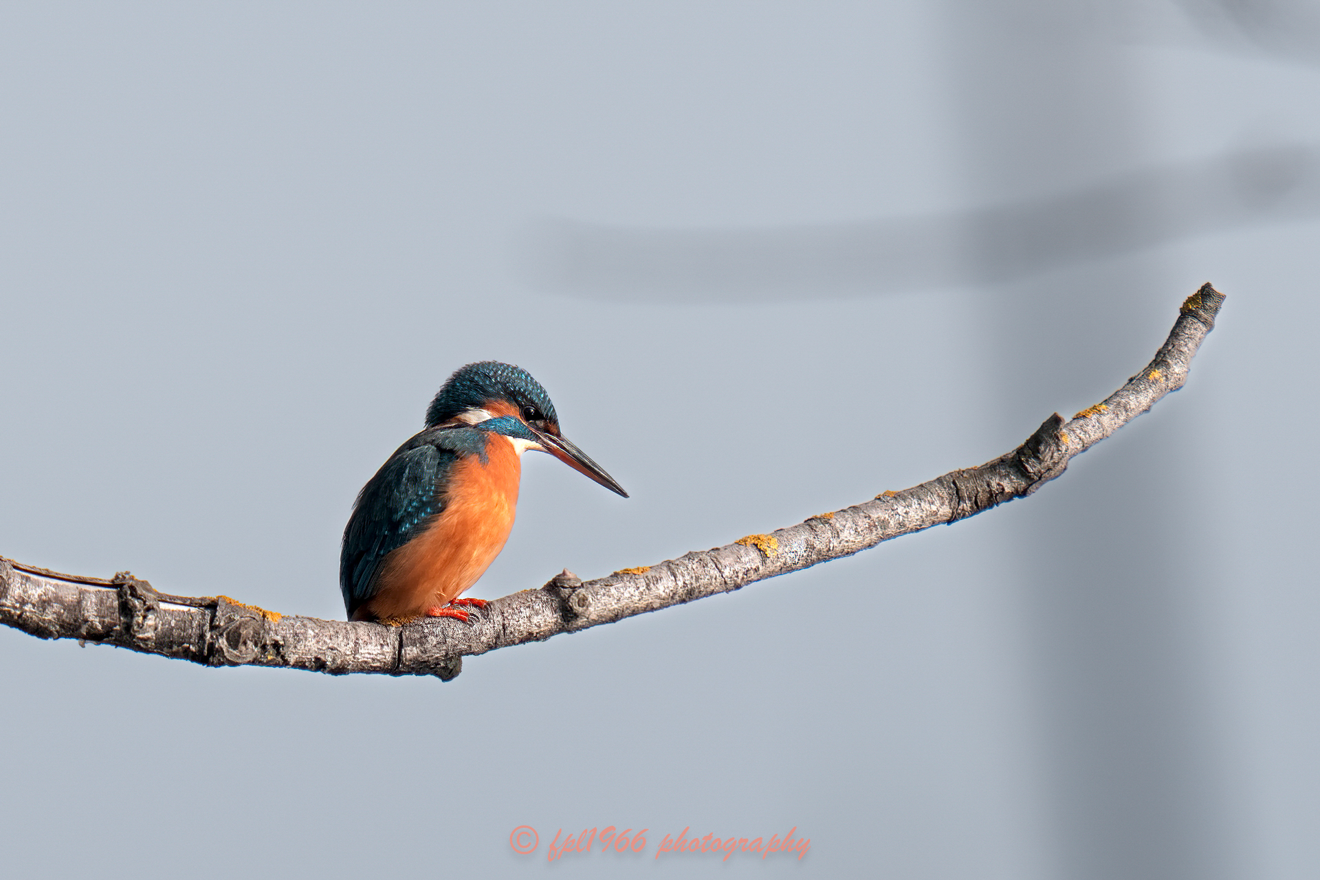 Martin pescatore di zona....