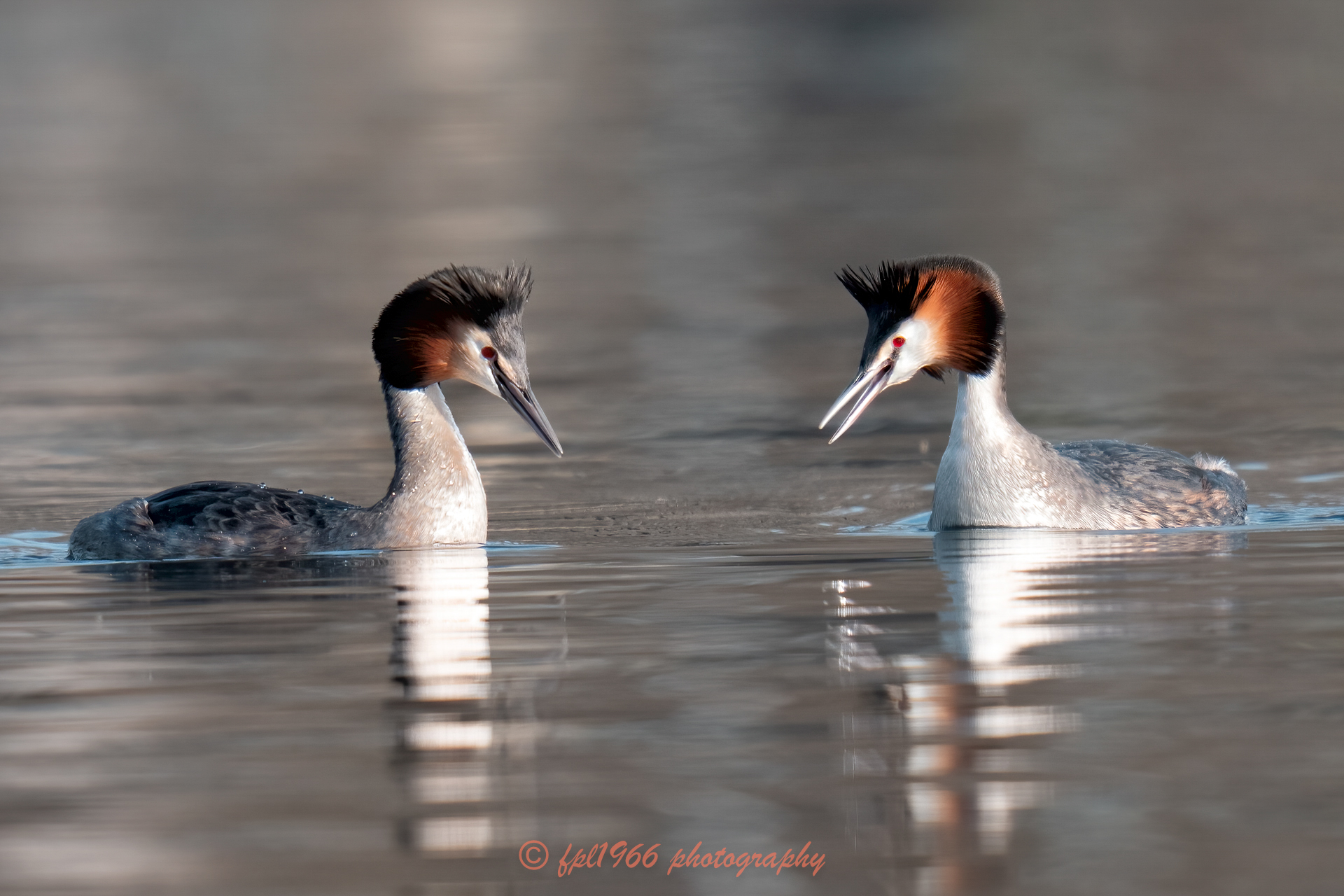 The meeting of the Great Crested Grebes