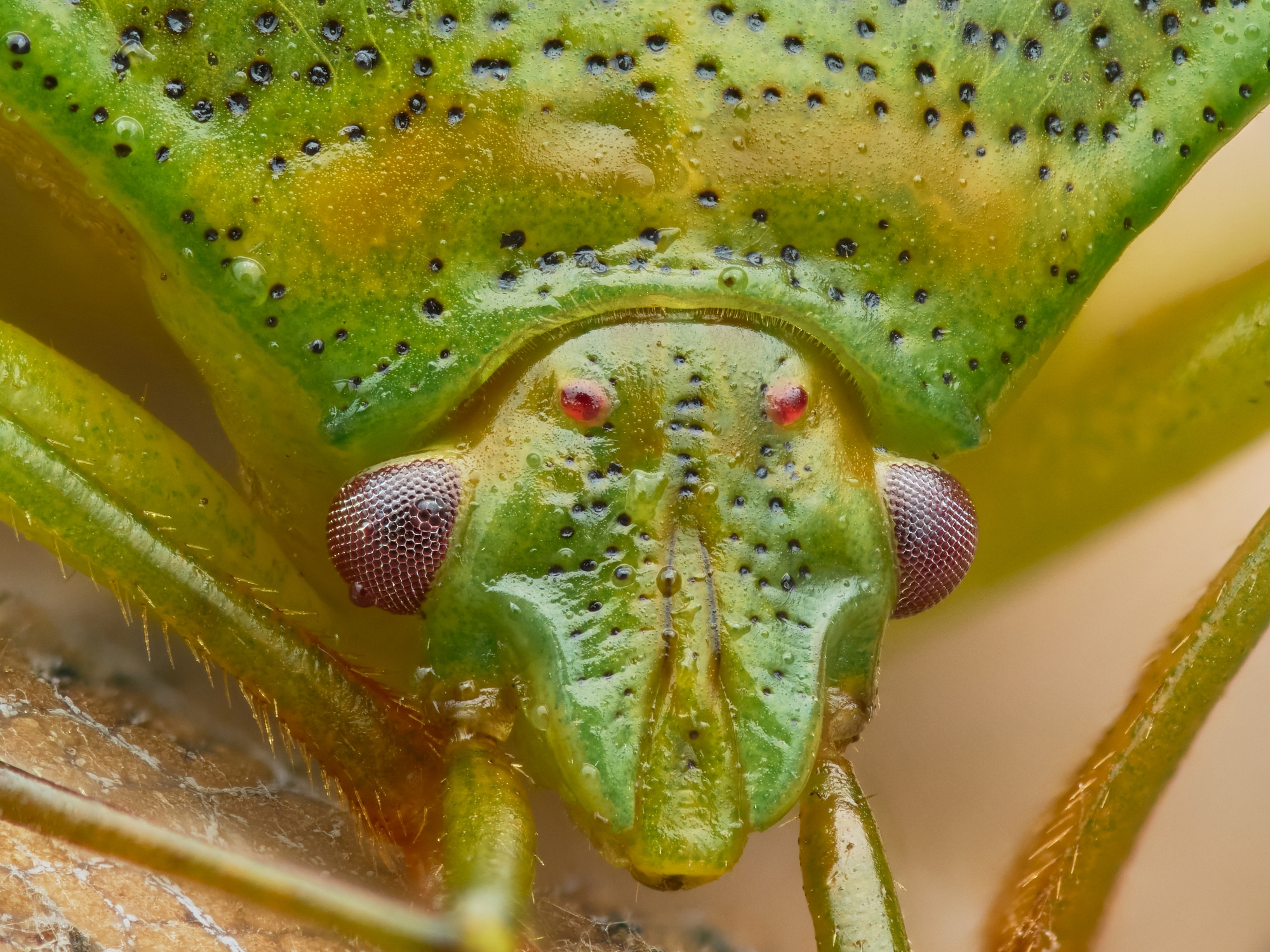 Acanthosomatinae