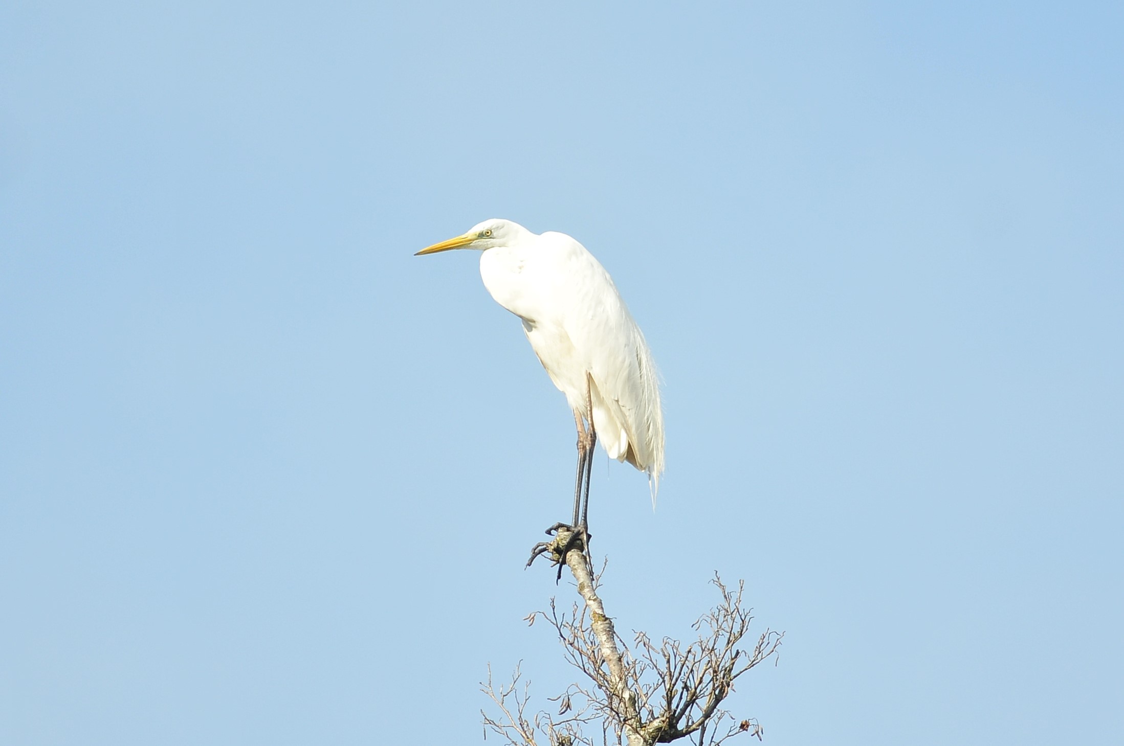 Airone bianco maggiore