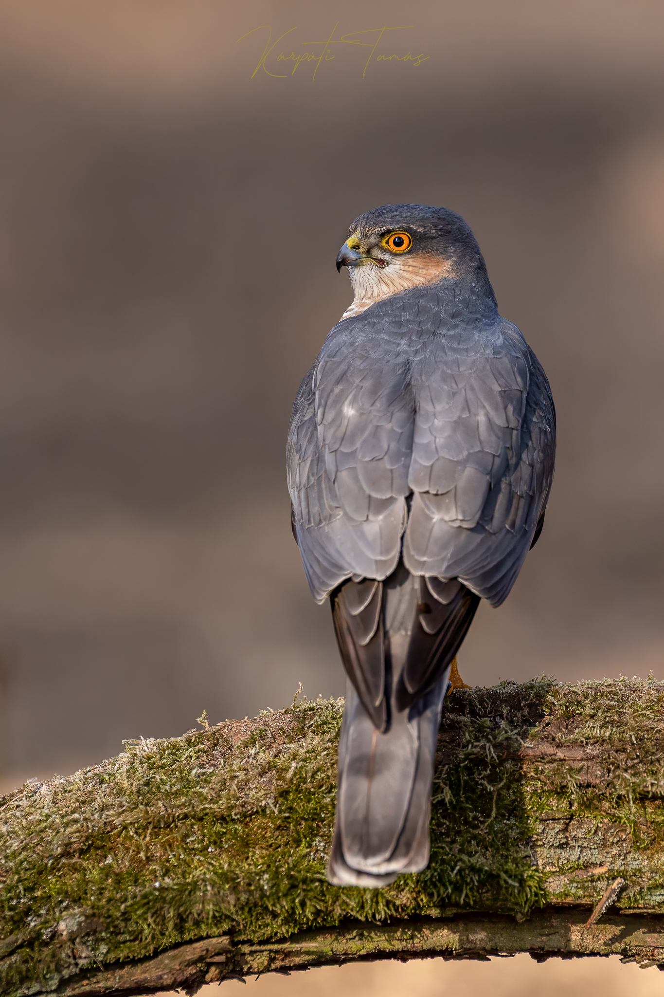 Eurasian Sparrowhawk