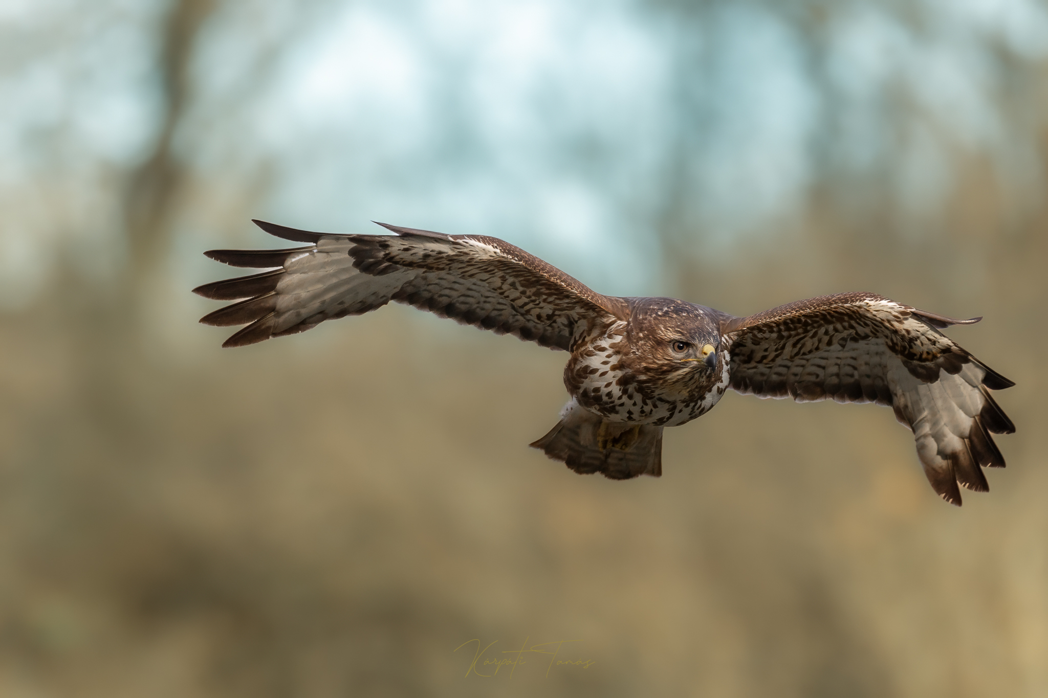 Common Buzzard
