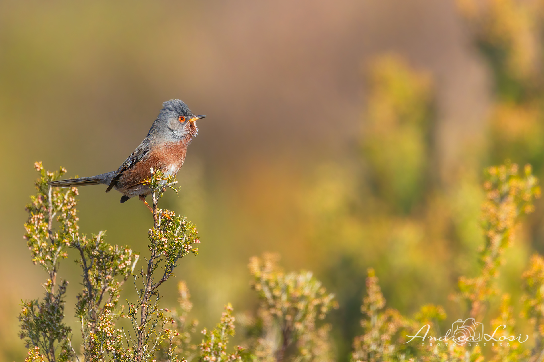 dartford warbler  (sylvia undata - italian: magnanina)