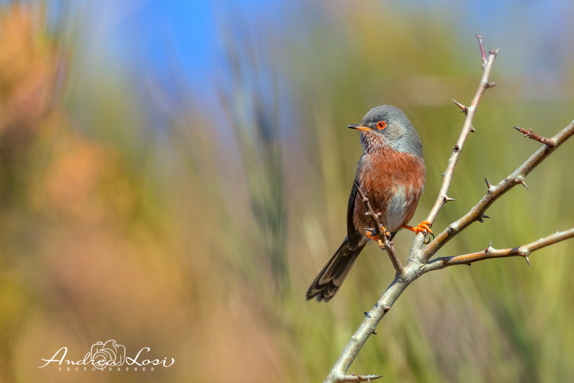 dartford warbler  (sylvia undata - italian: magnanina)