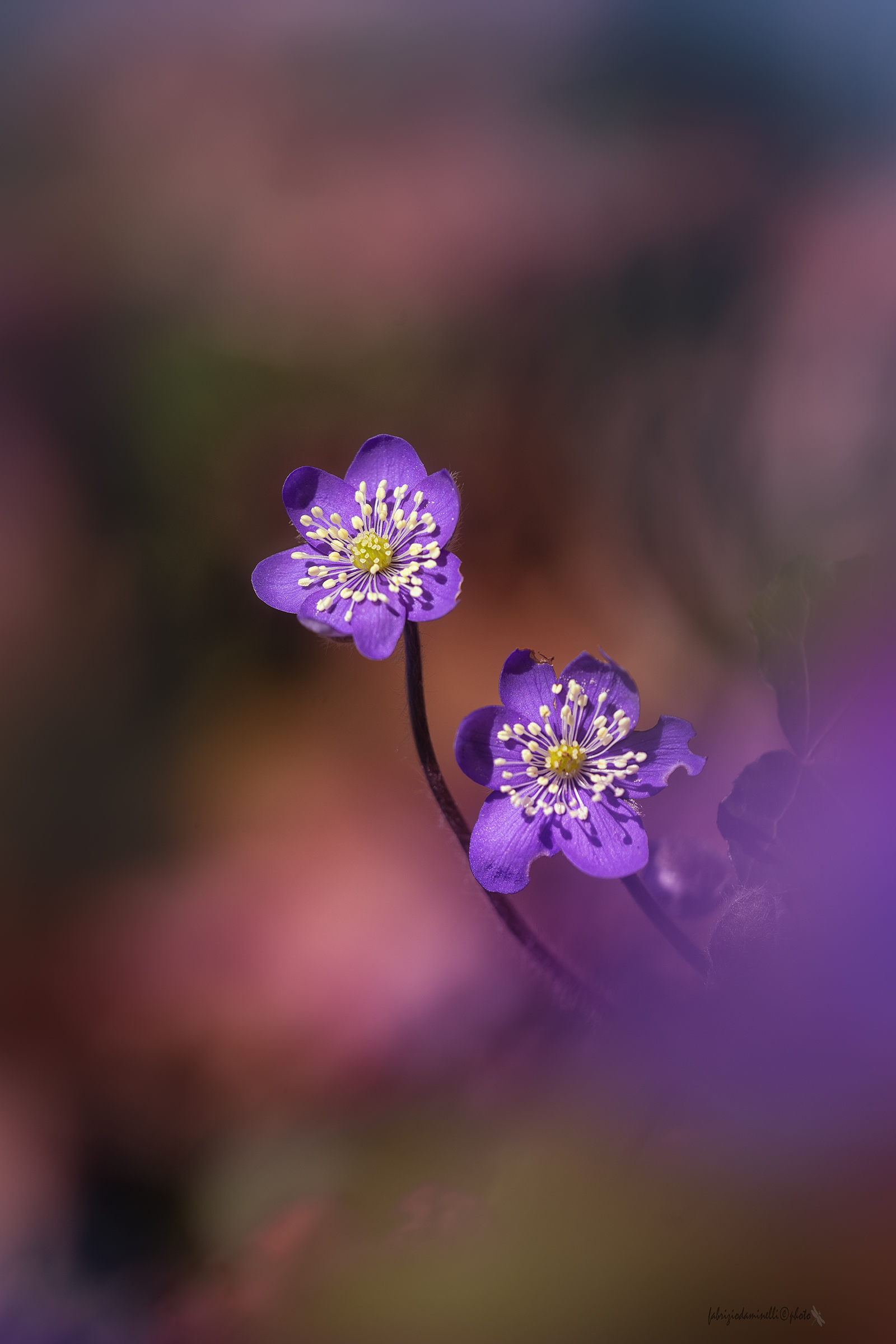 Hepatica nobilis