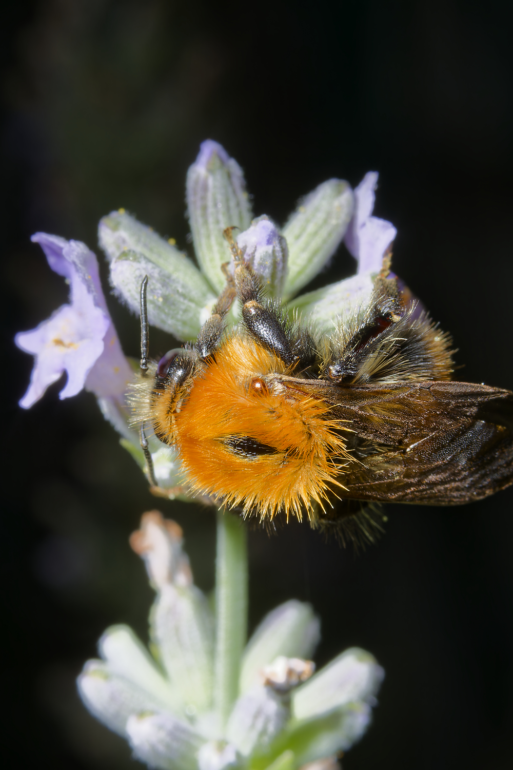 The pollen collector