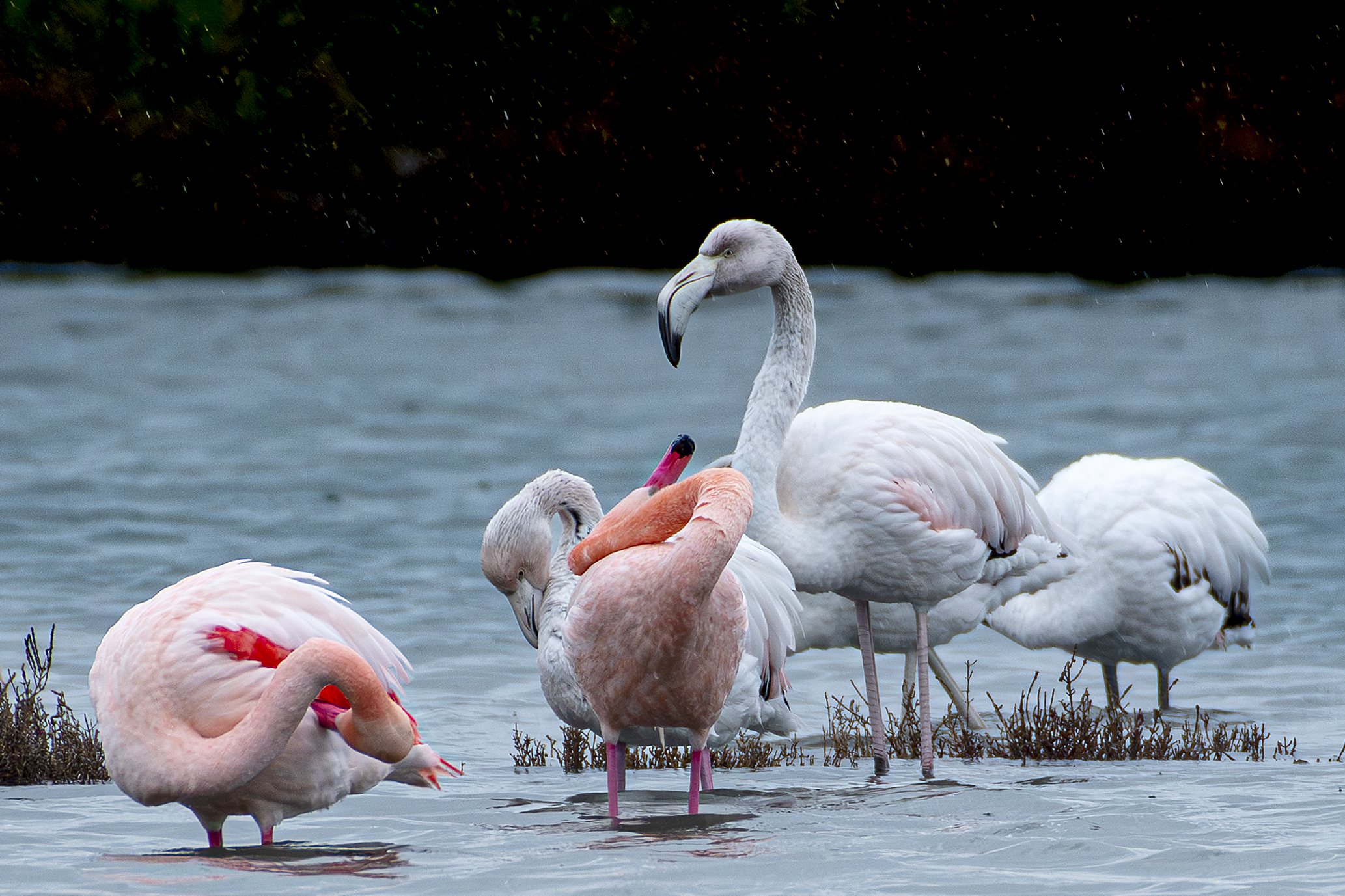 Fenicotteri e pioggia