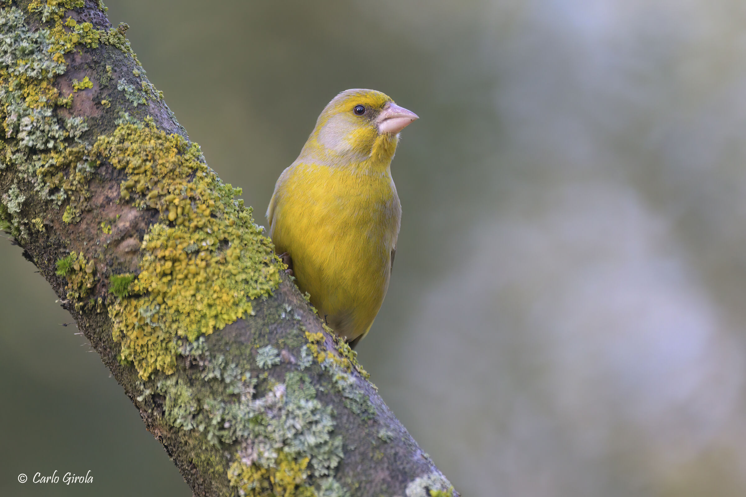 Verdone (Chloris chloris)